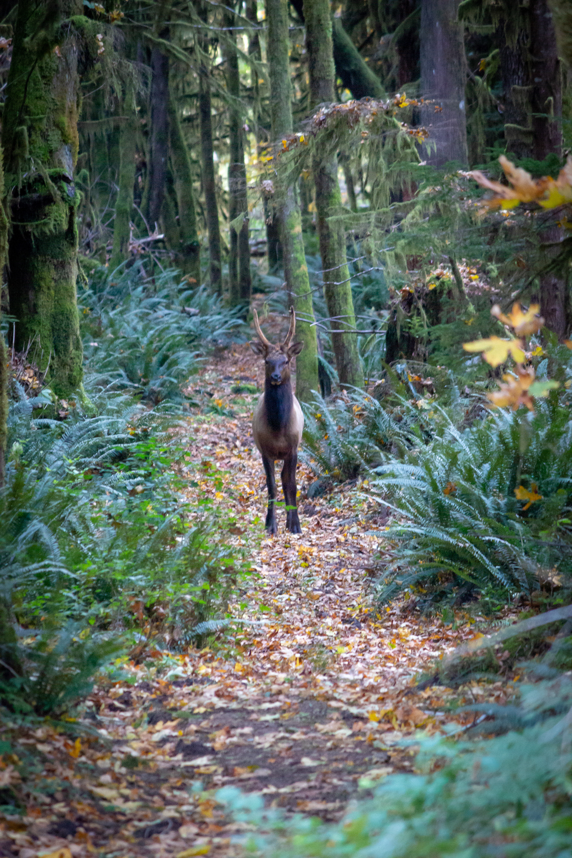 Vancouver Island Elk