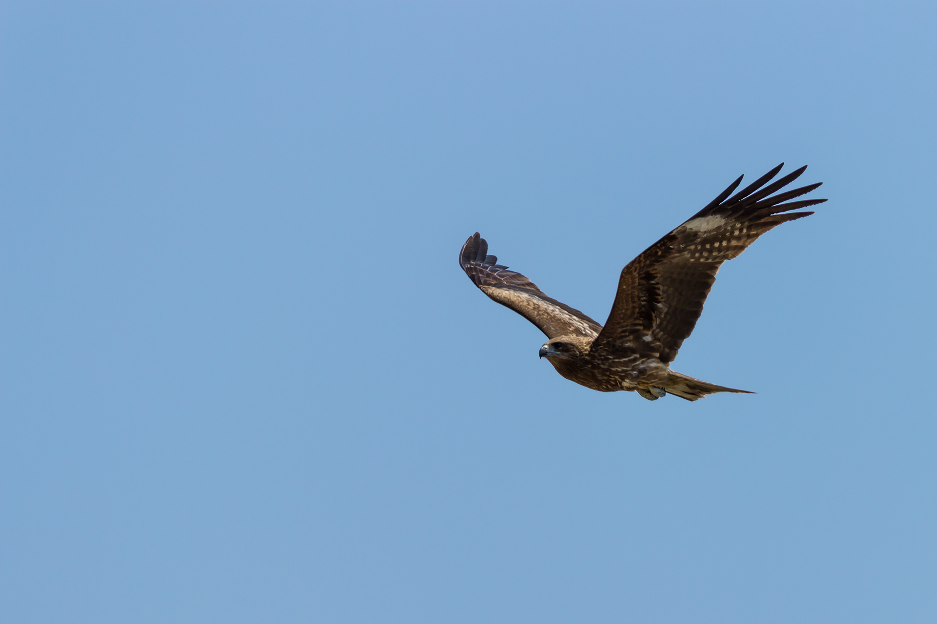Japanese Black Kite