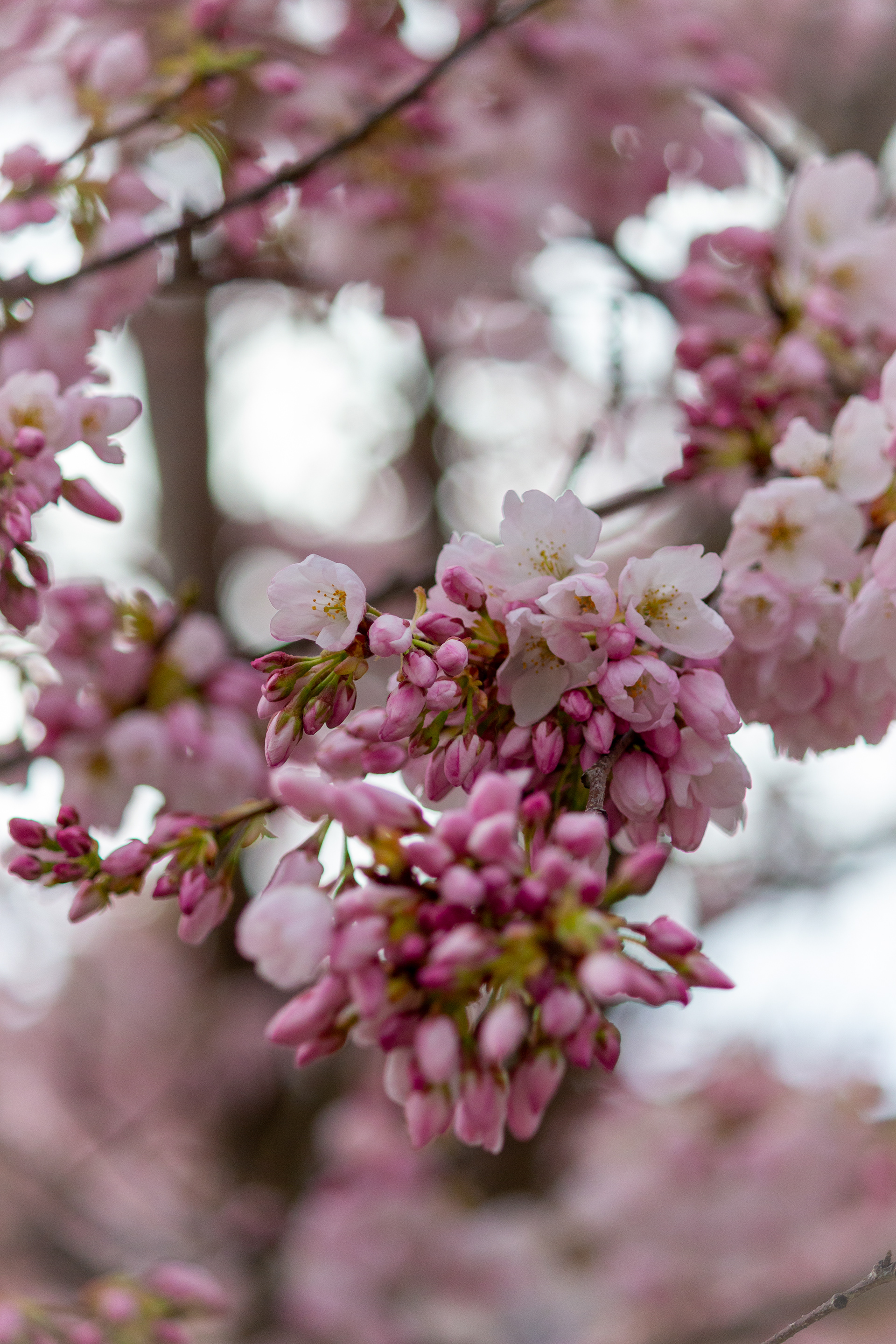 Tree Blossoms
