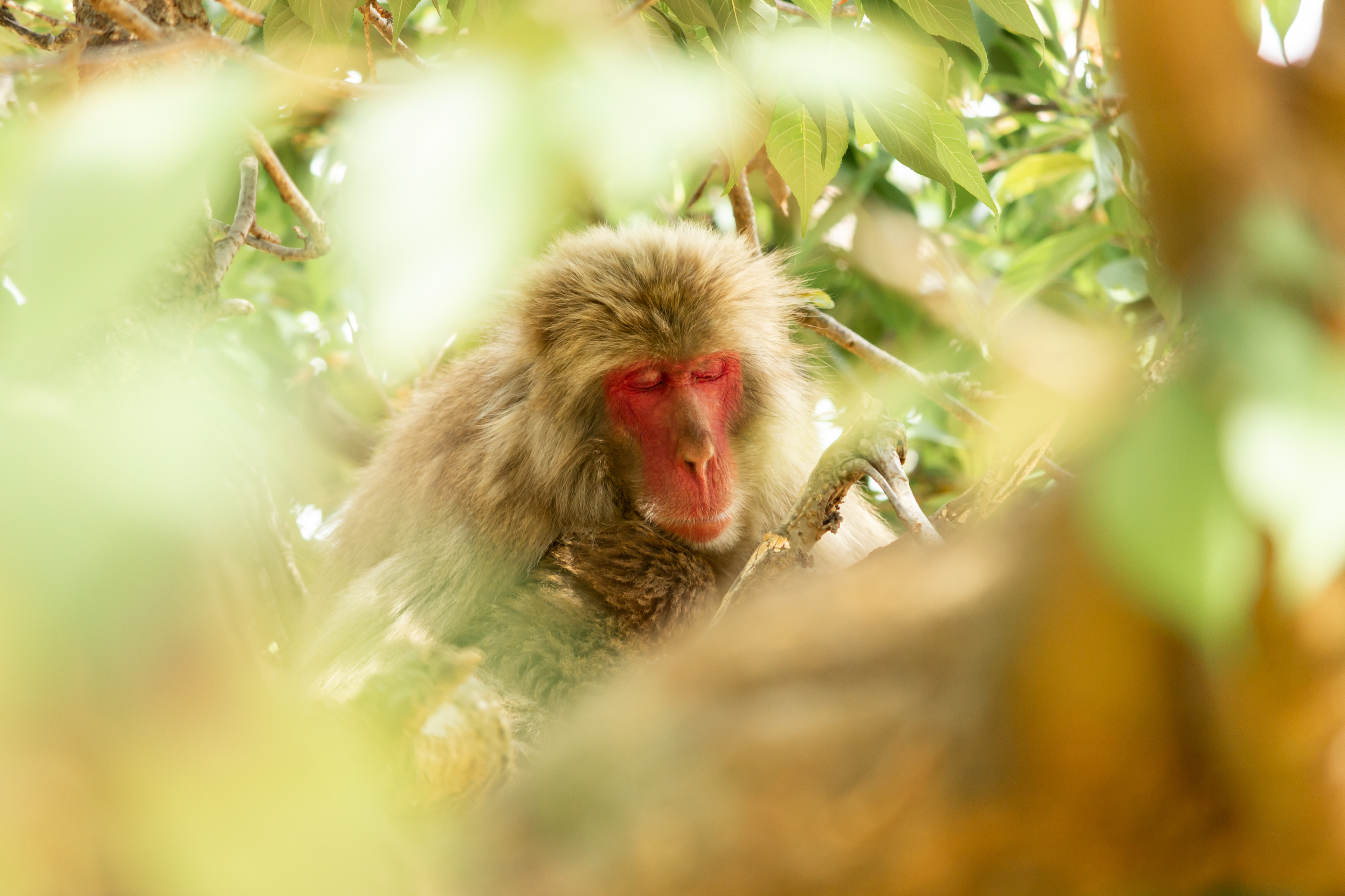 Sleeping Japanese Macaque