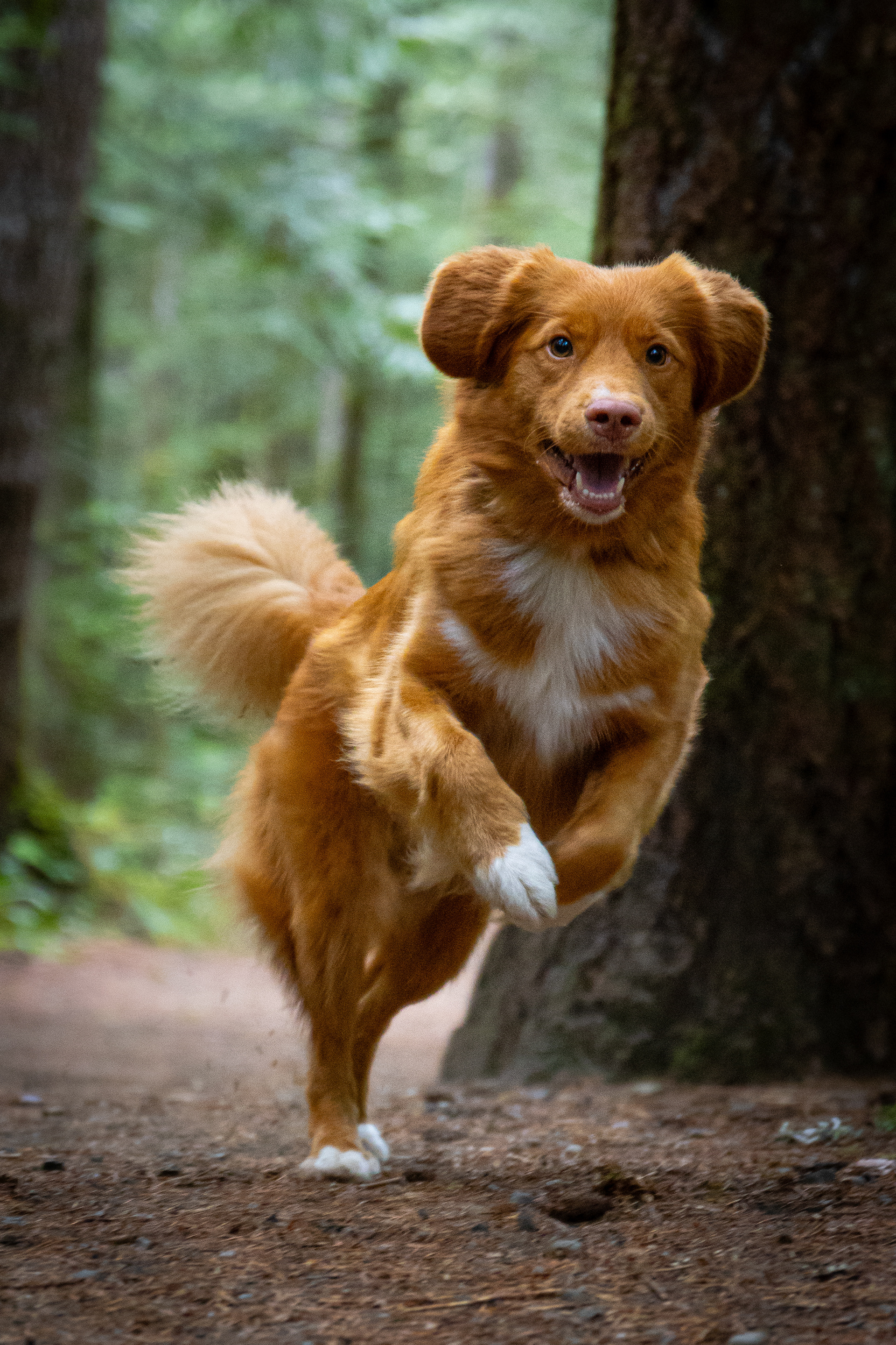 Rufus!