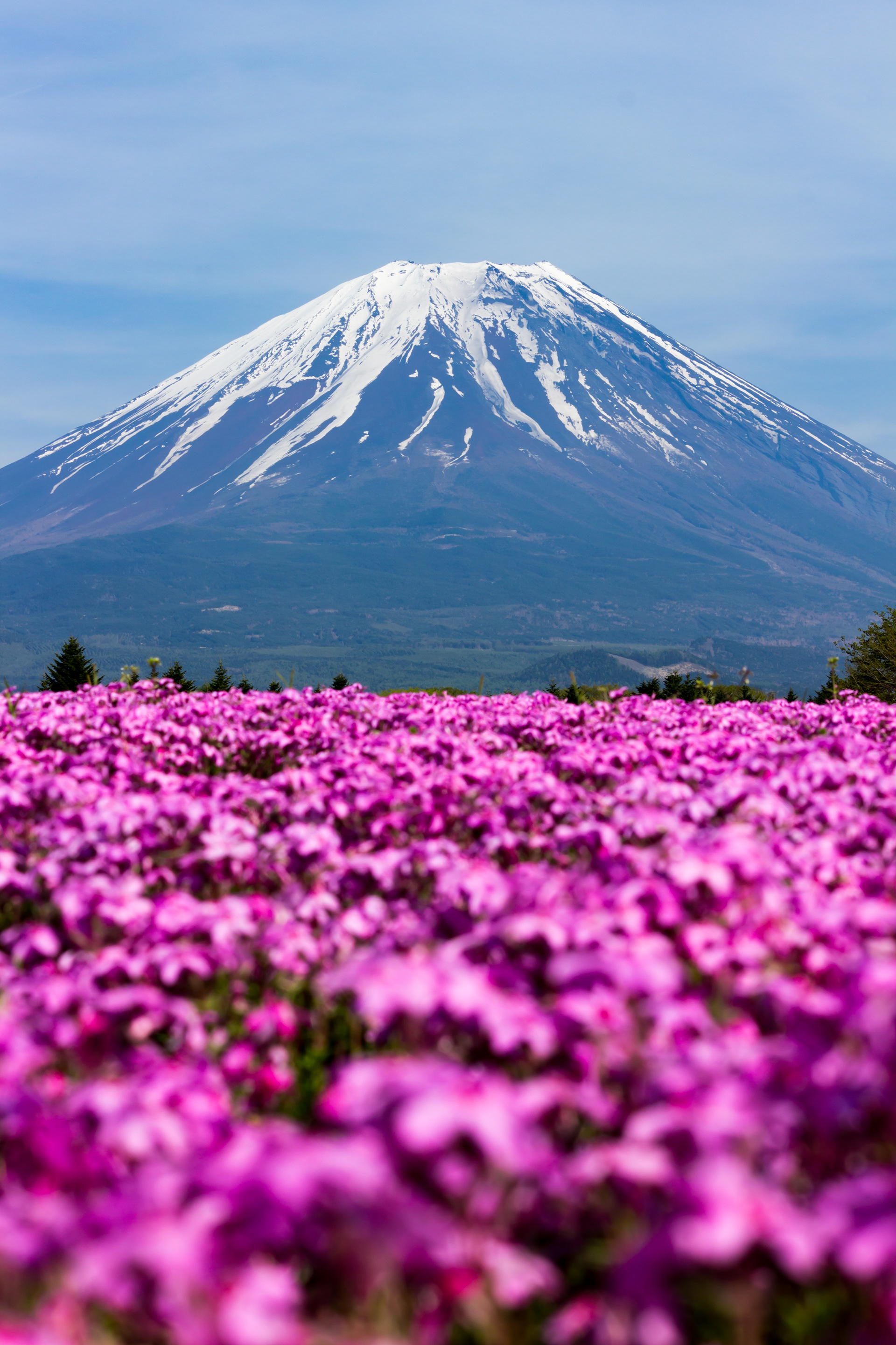 Fuji in Spring