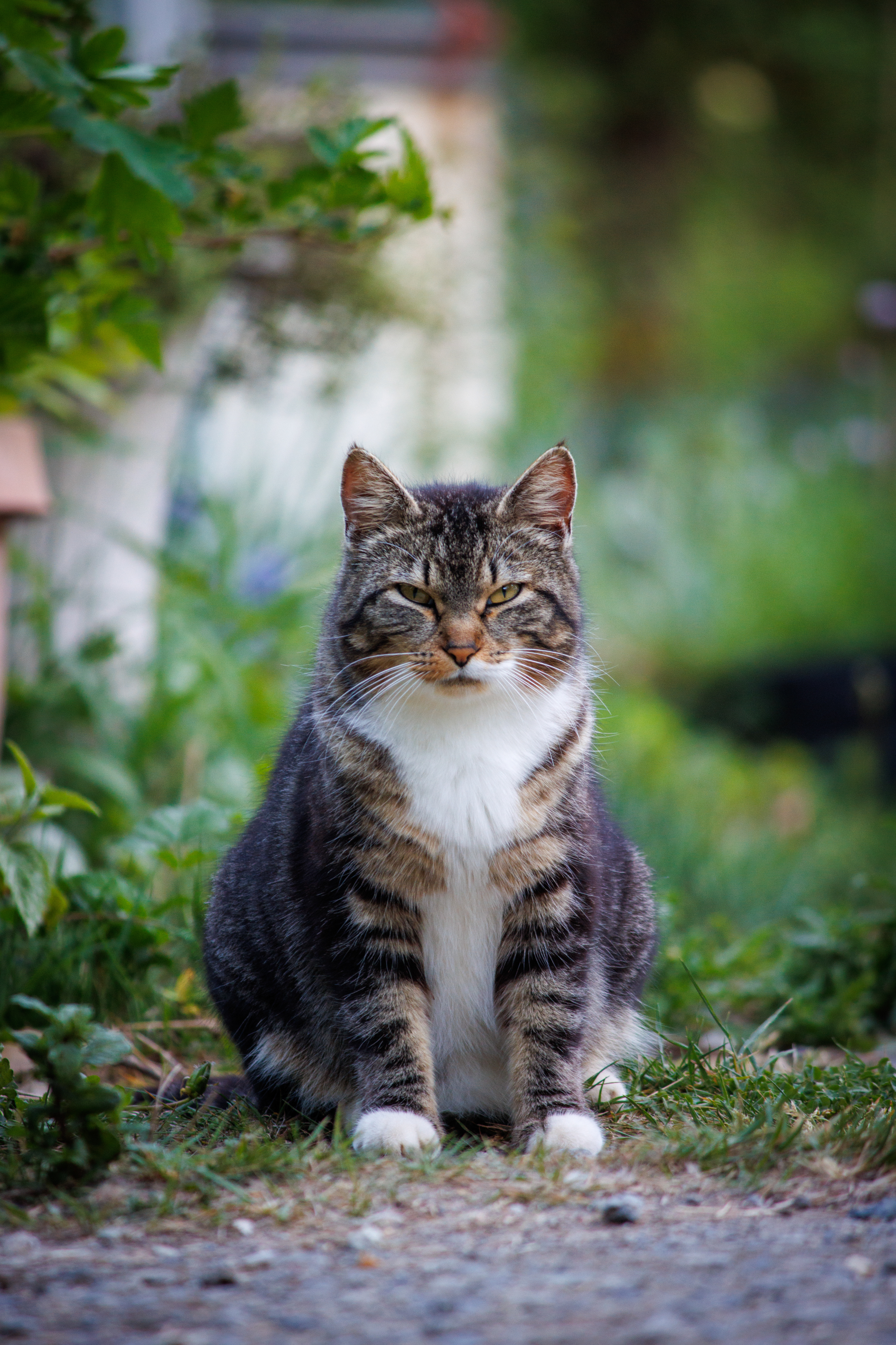 Barn cat!
