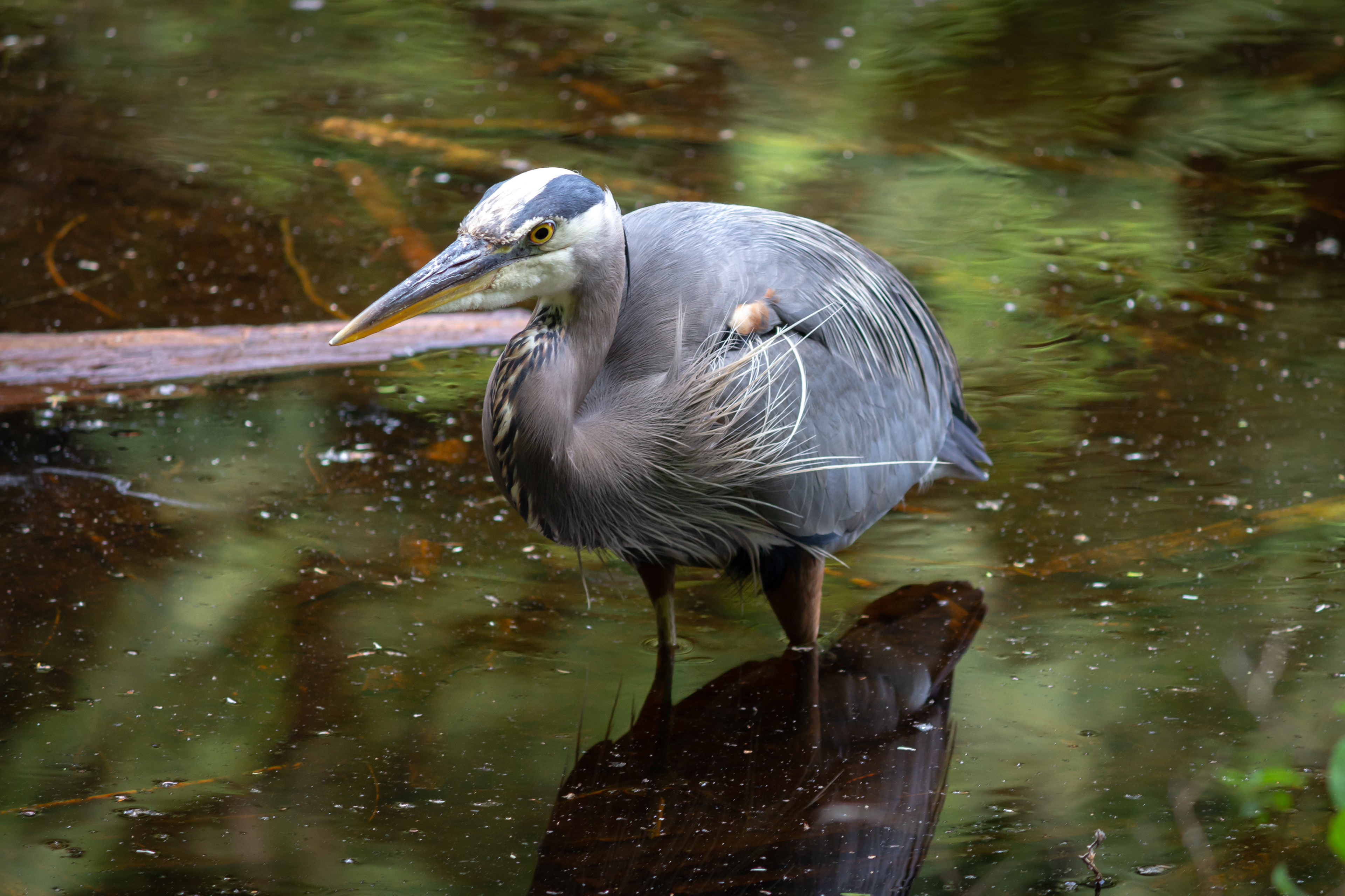 Heron at Mundy Park