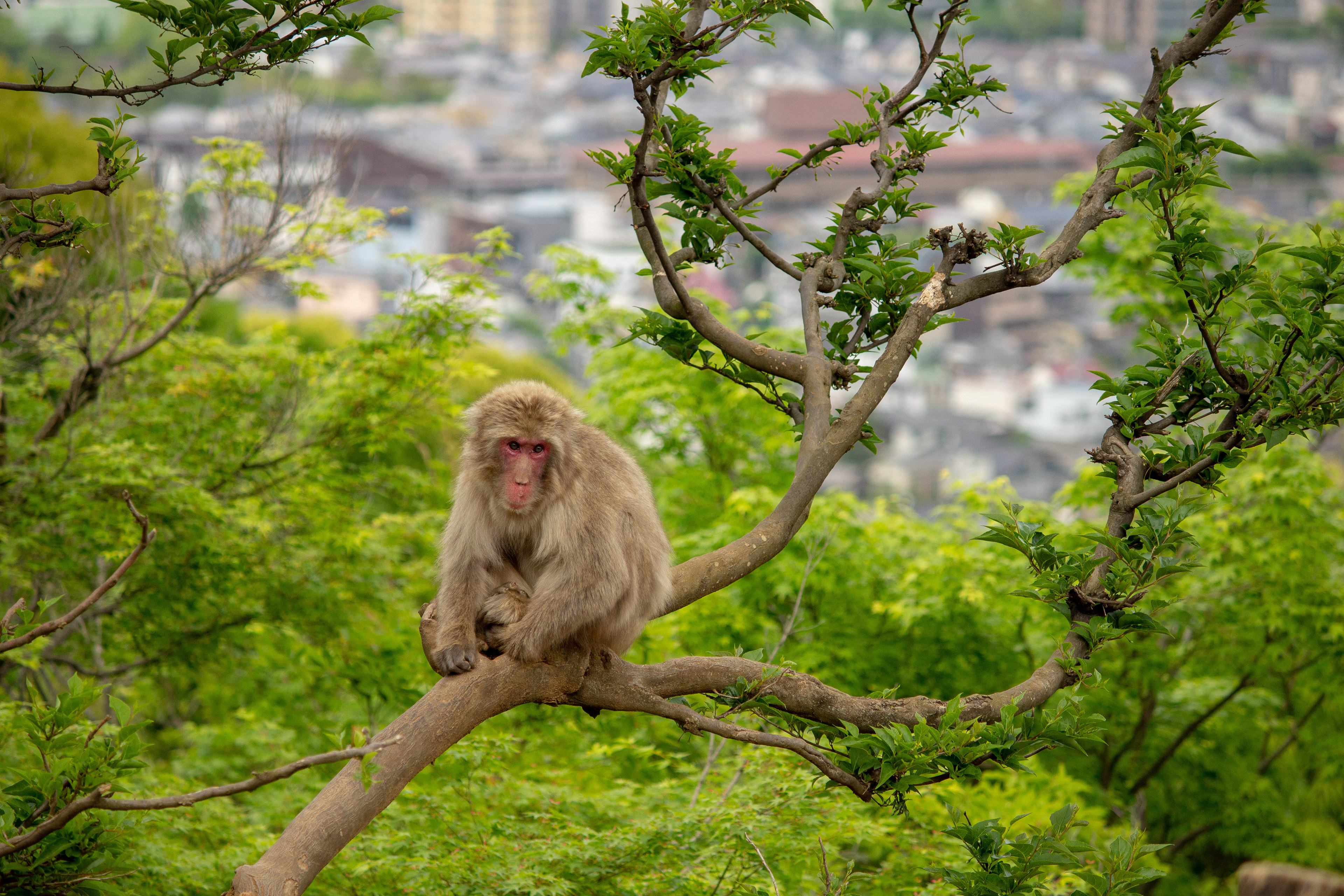 Arashiyama Monkey