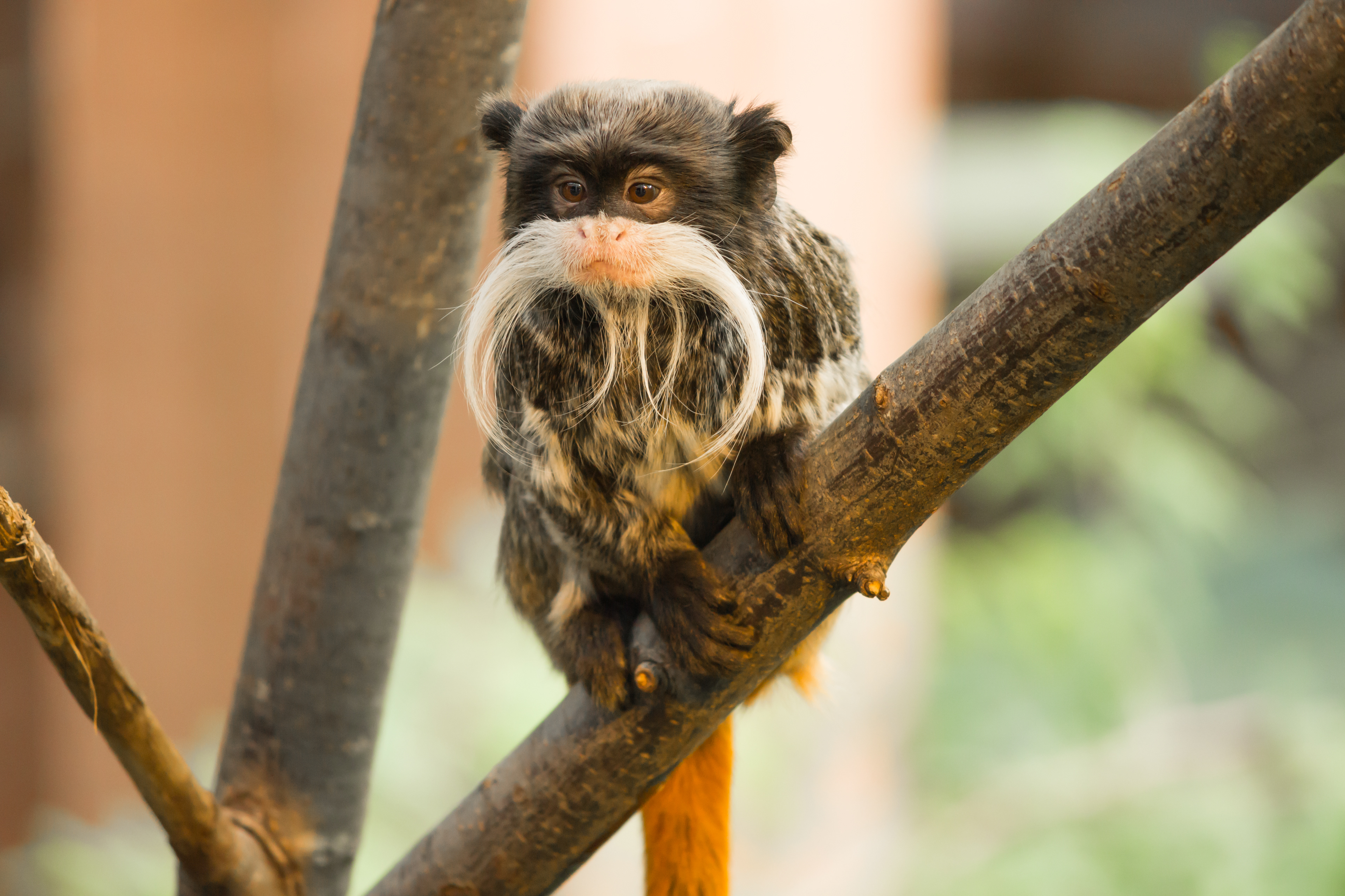 Emperor Tamarin