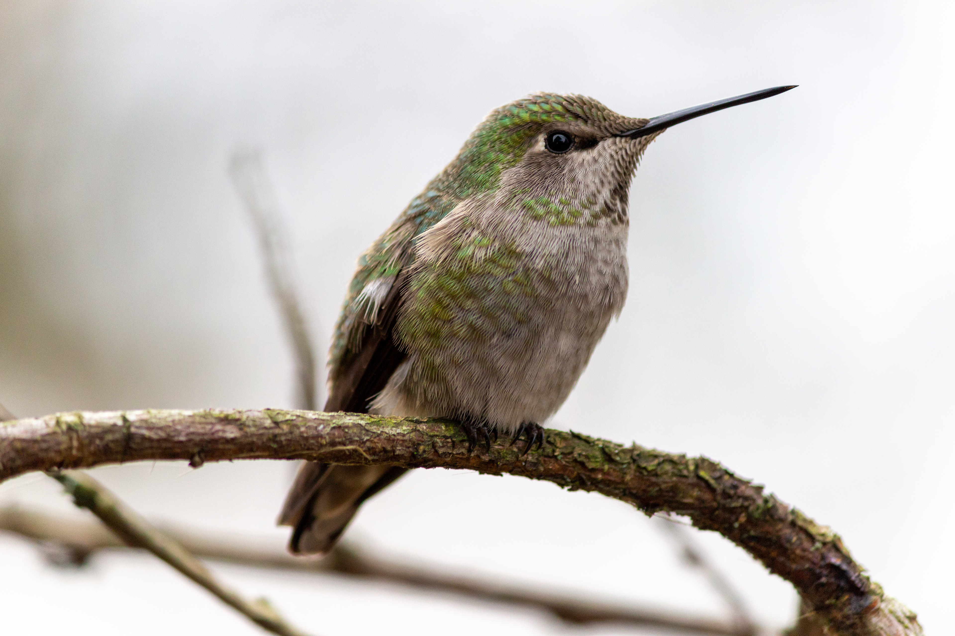 Female Anna's Hummingbird