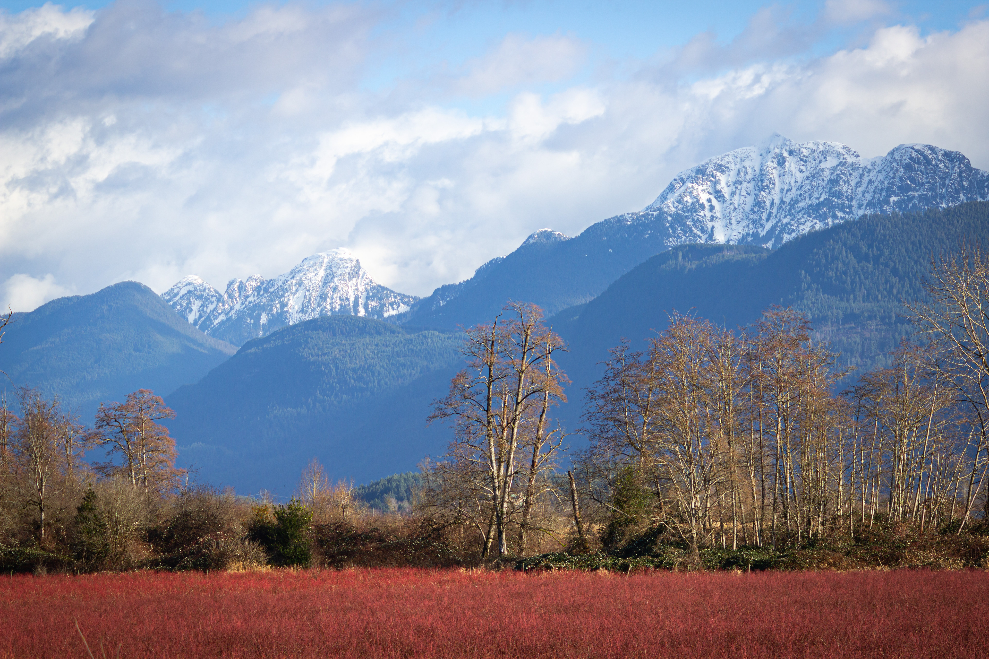 Golden Ears & Edge Peak from the Deboville Slough