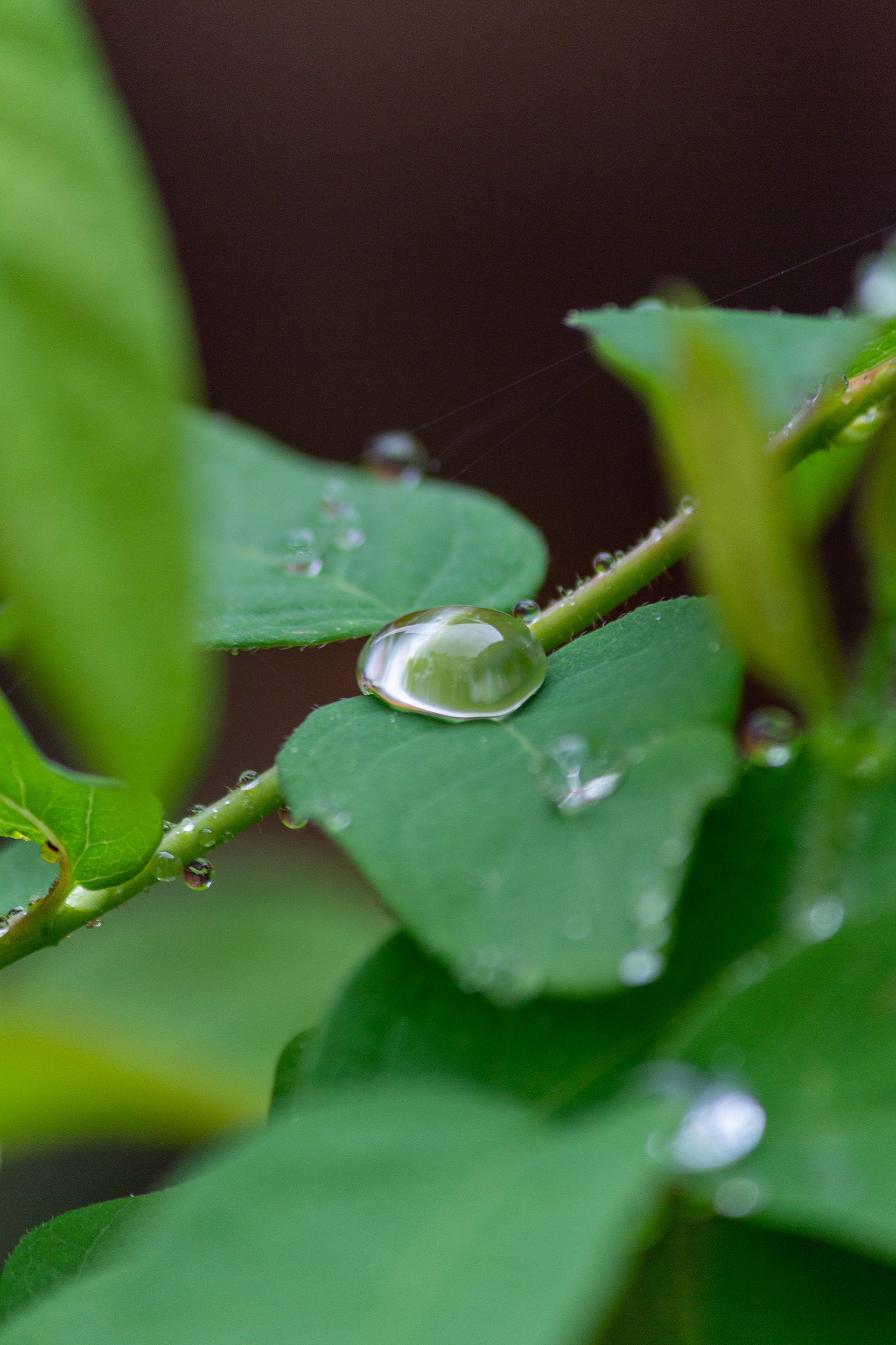 Dew Drop