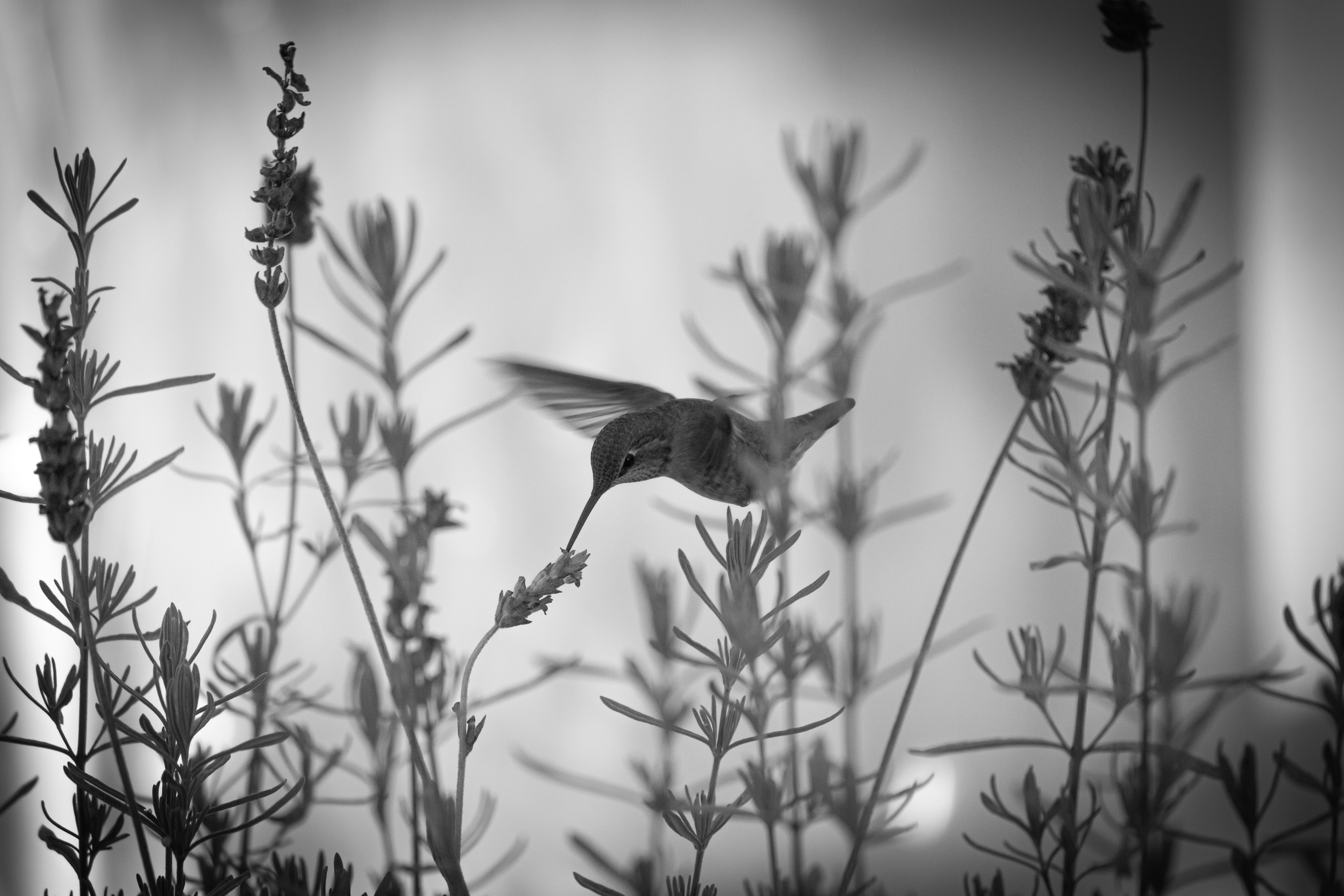Hummingbird in Lavender