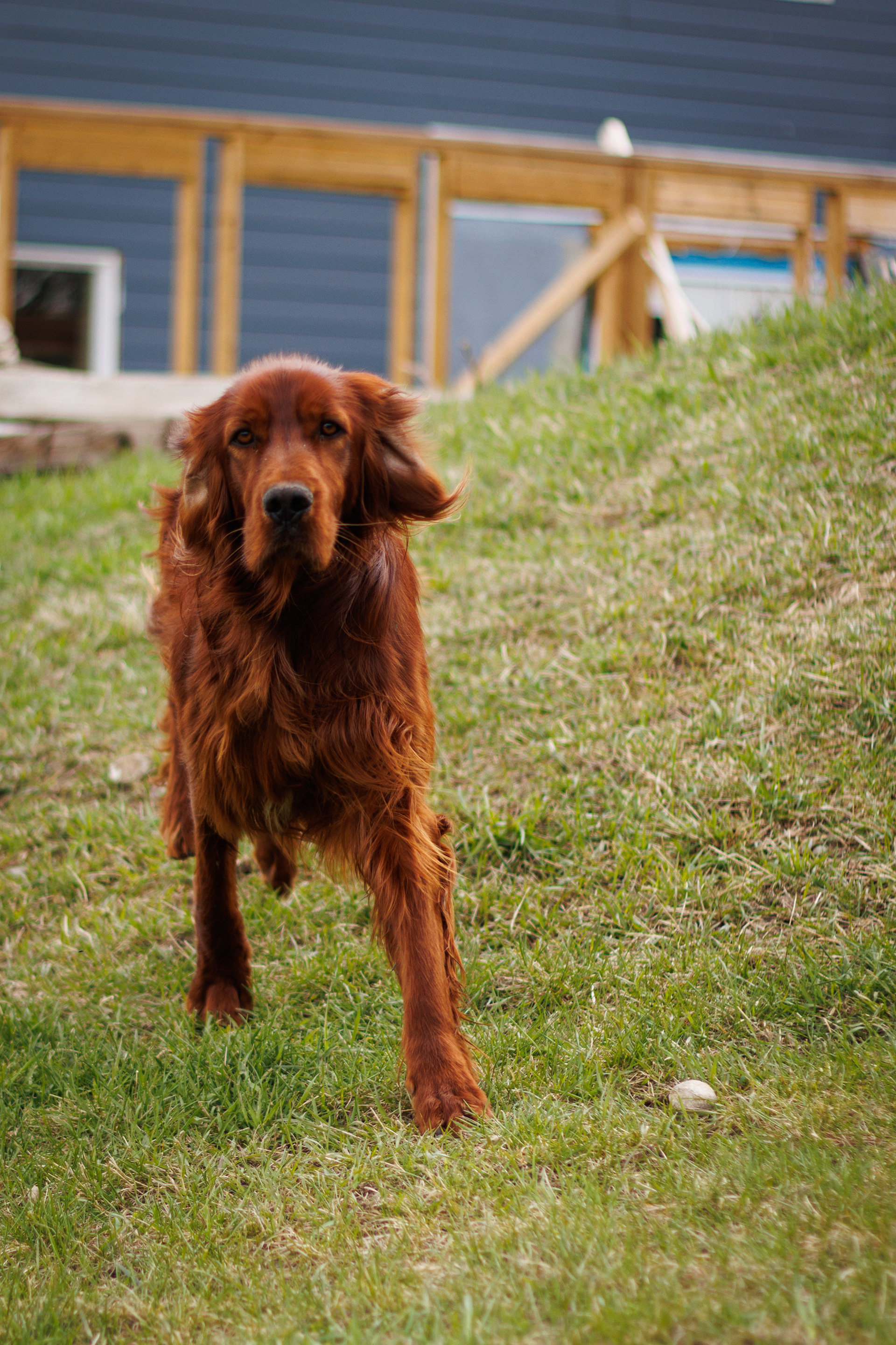 Dog whose name I forgot