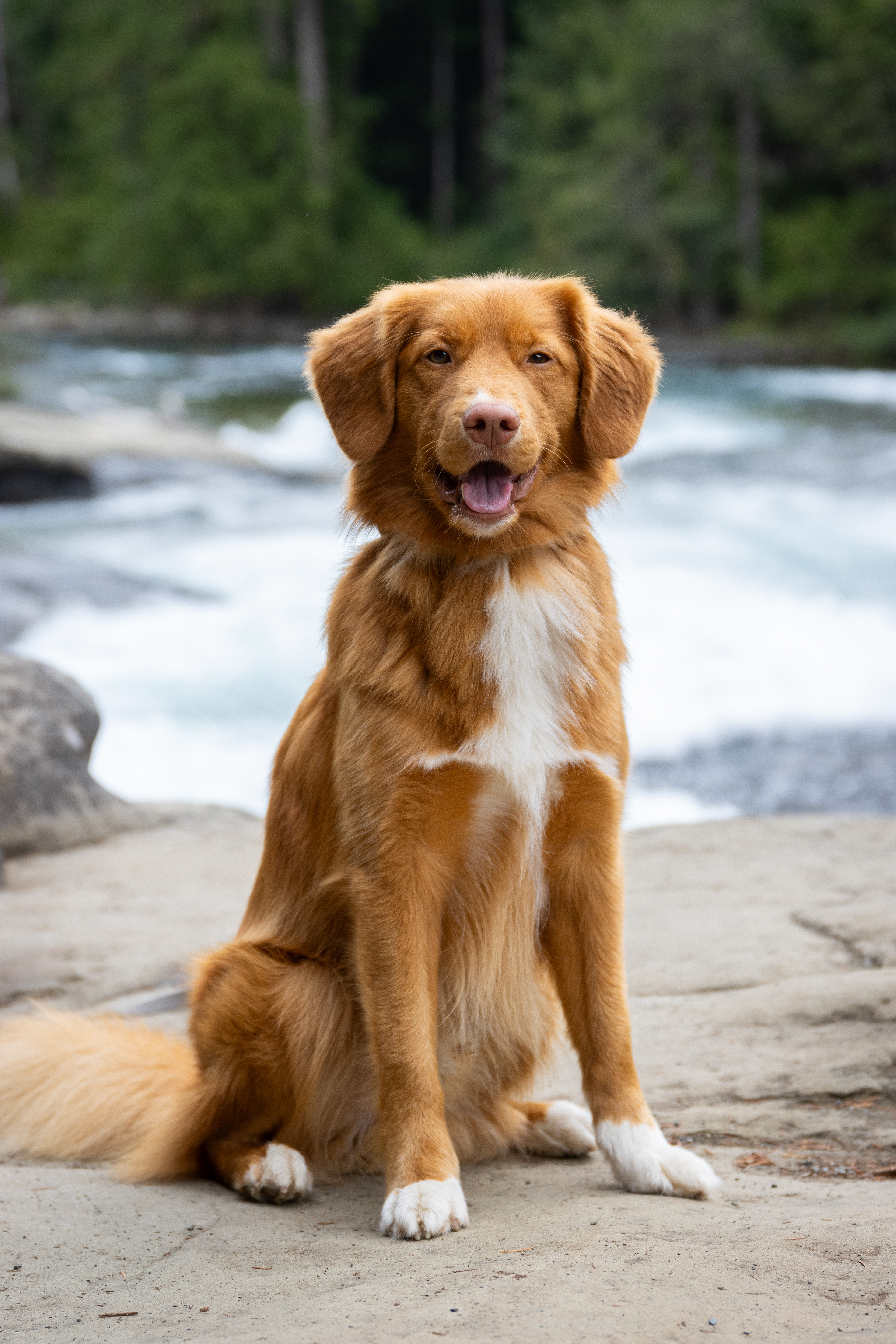 Rufus!