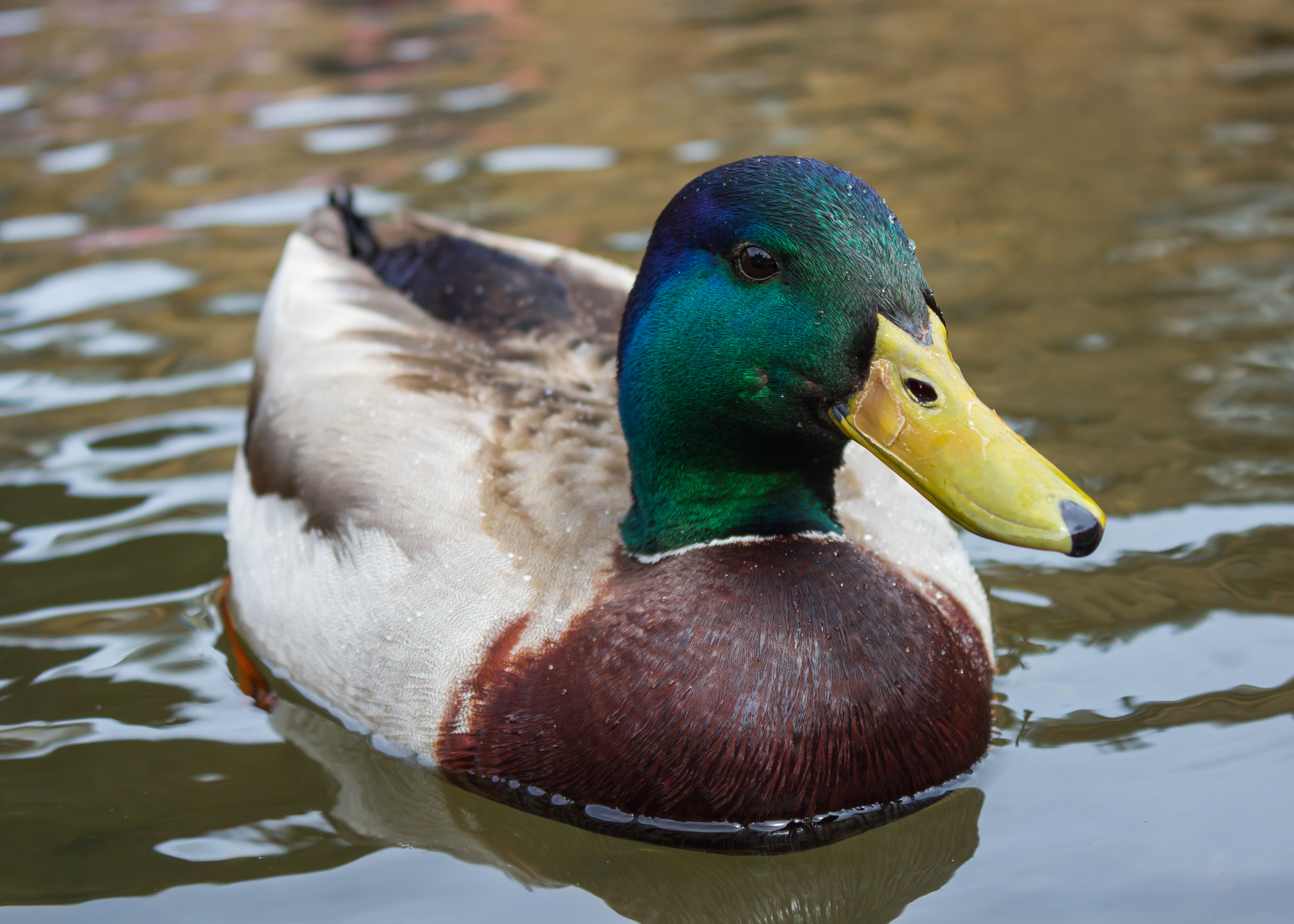 Chatsworth Mallard