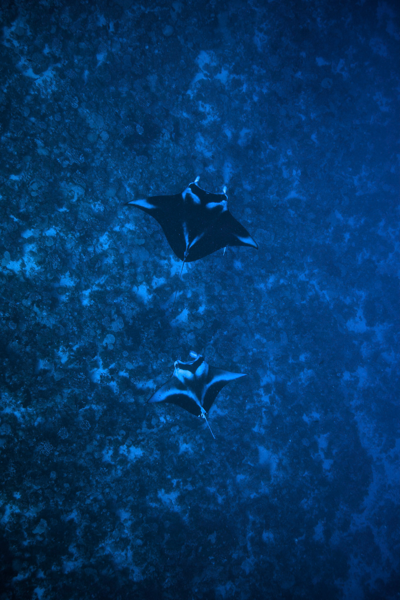 Fakarava, French Polynesia