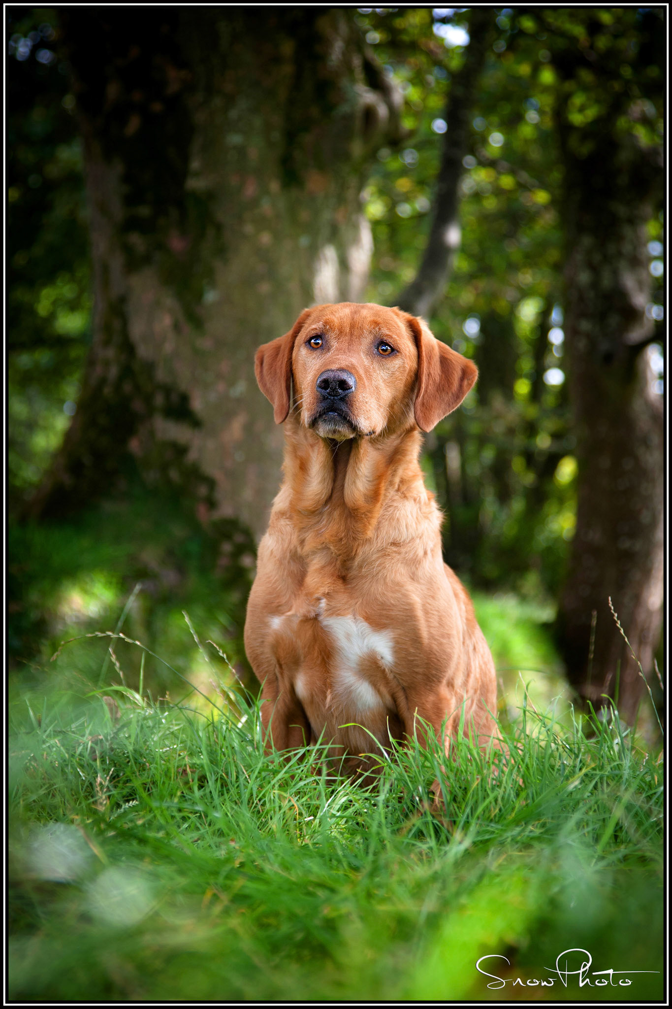 Red Fox Labrador 