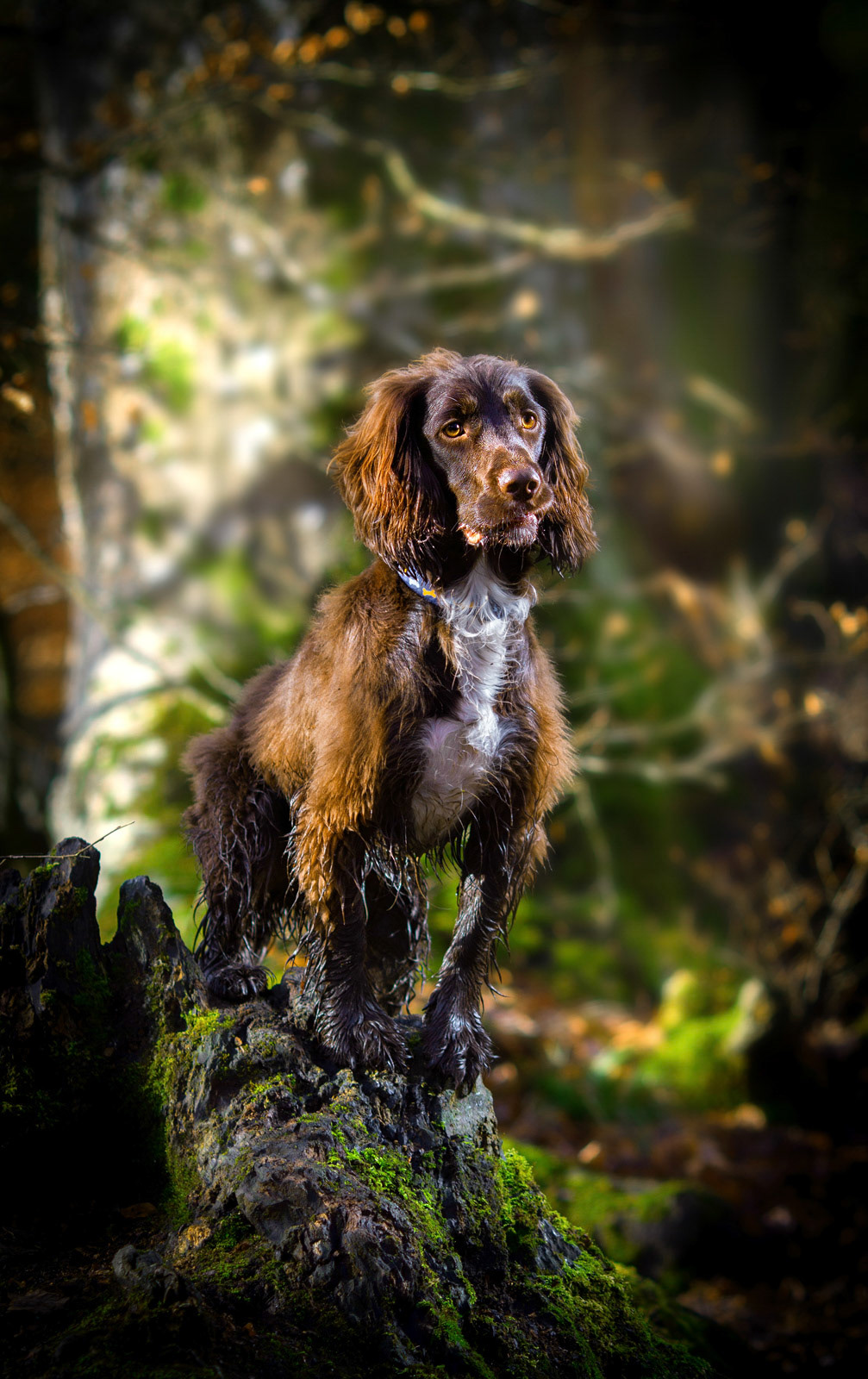 Rocky the Cocker Spaniel