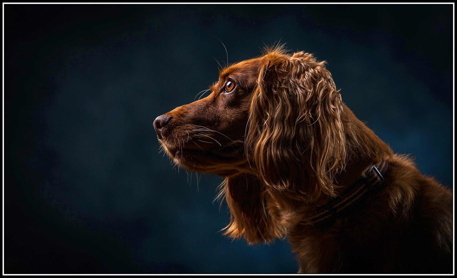 Cocker Spaniel