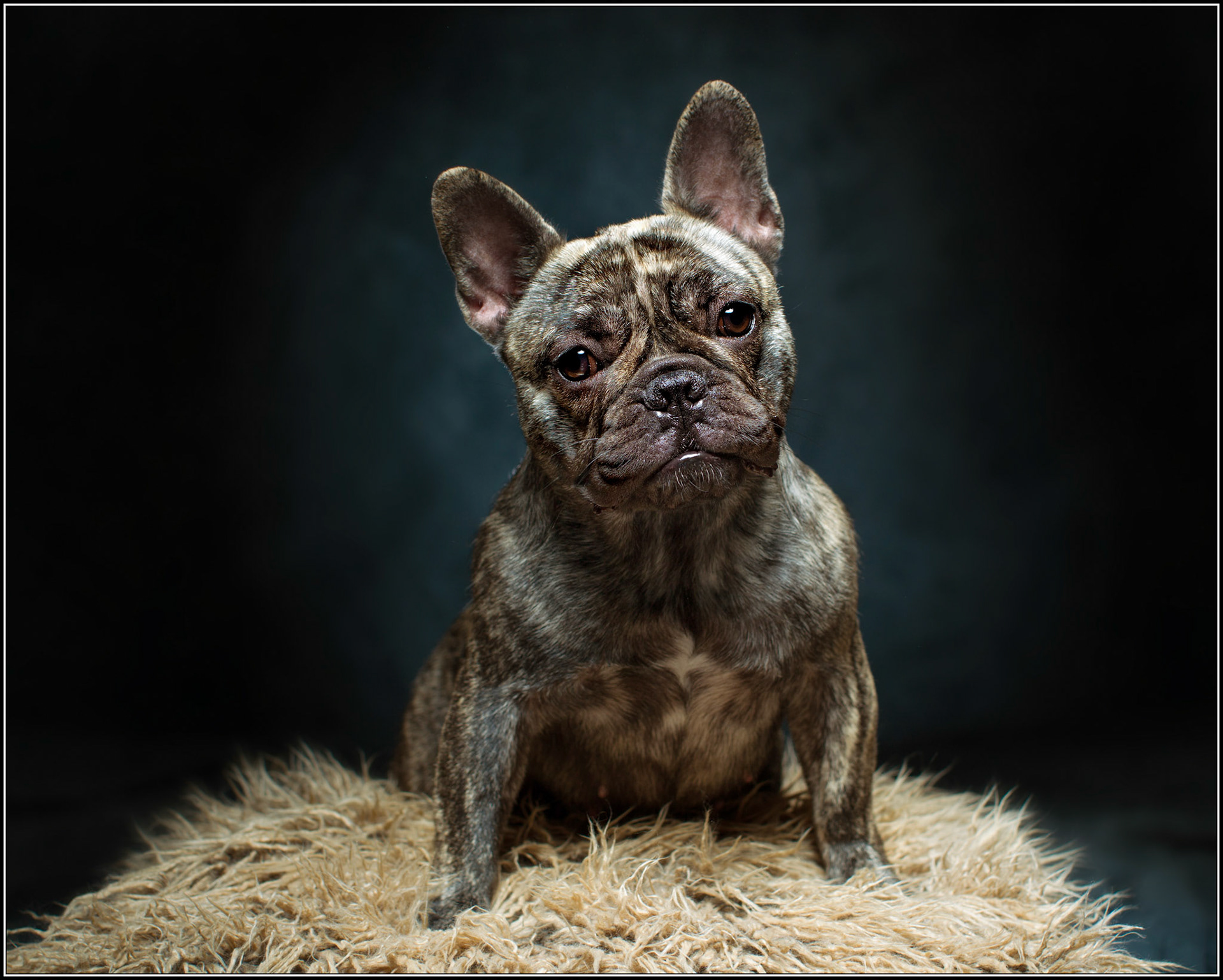French Bulldog