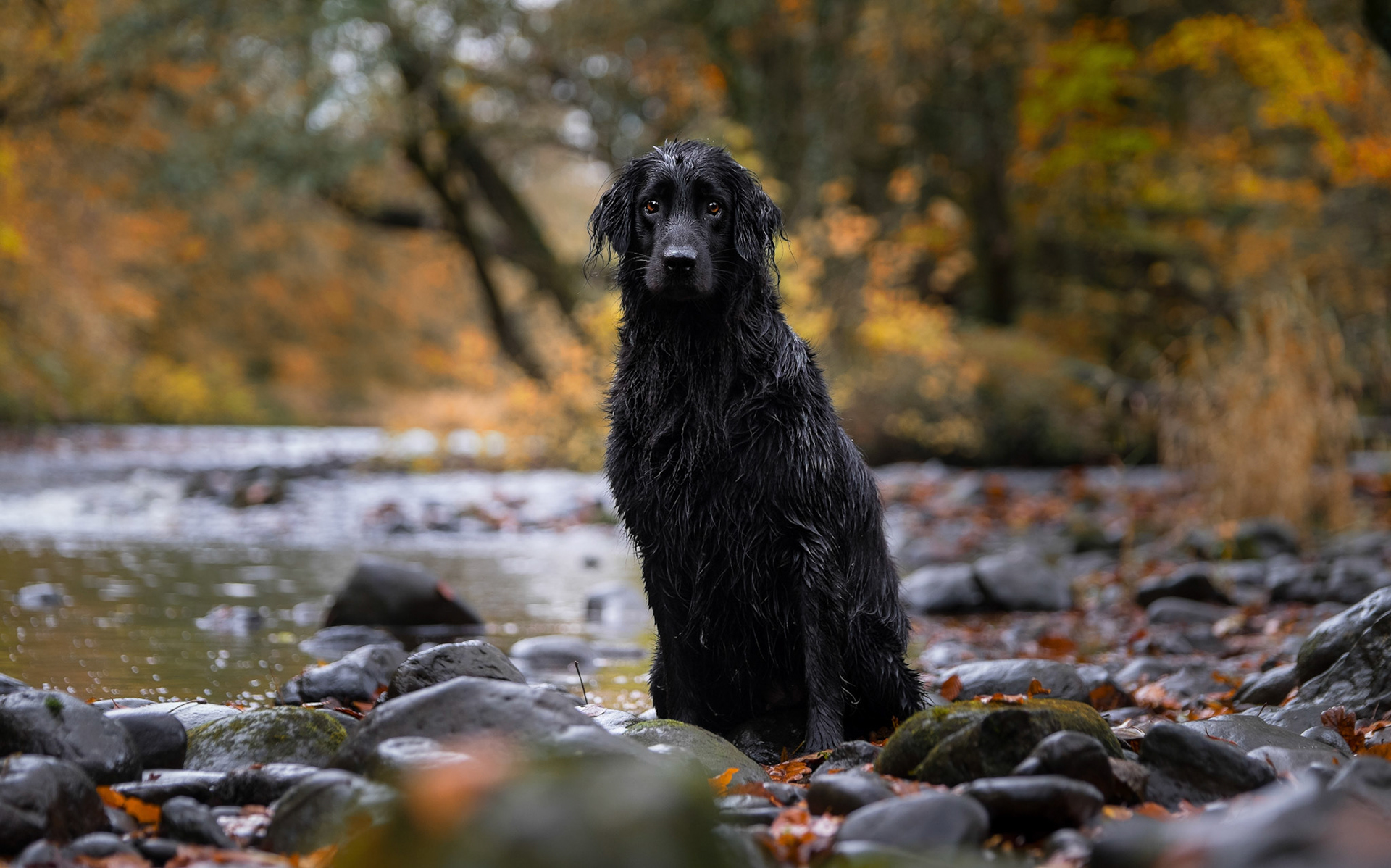 Flat coated Retriever 