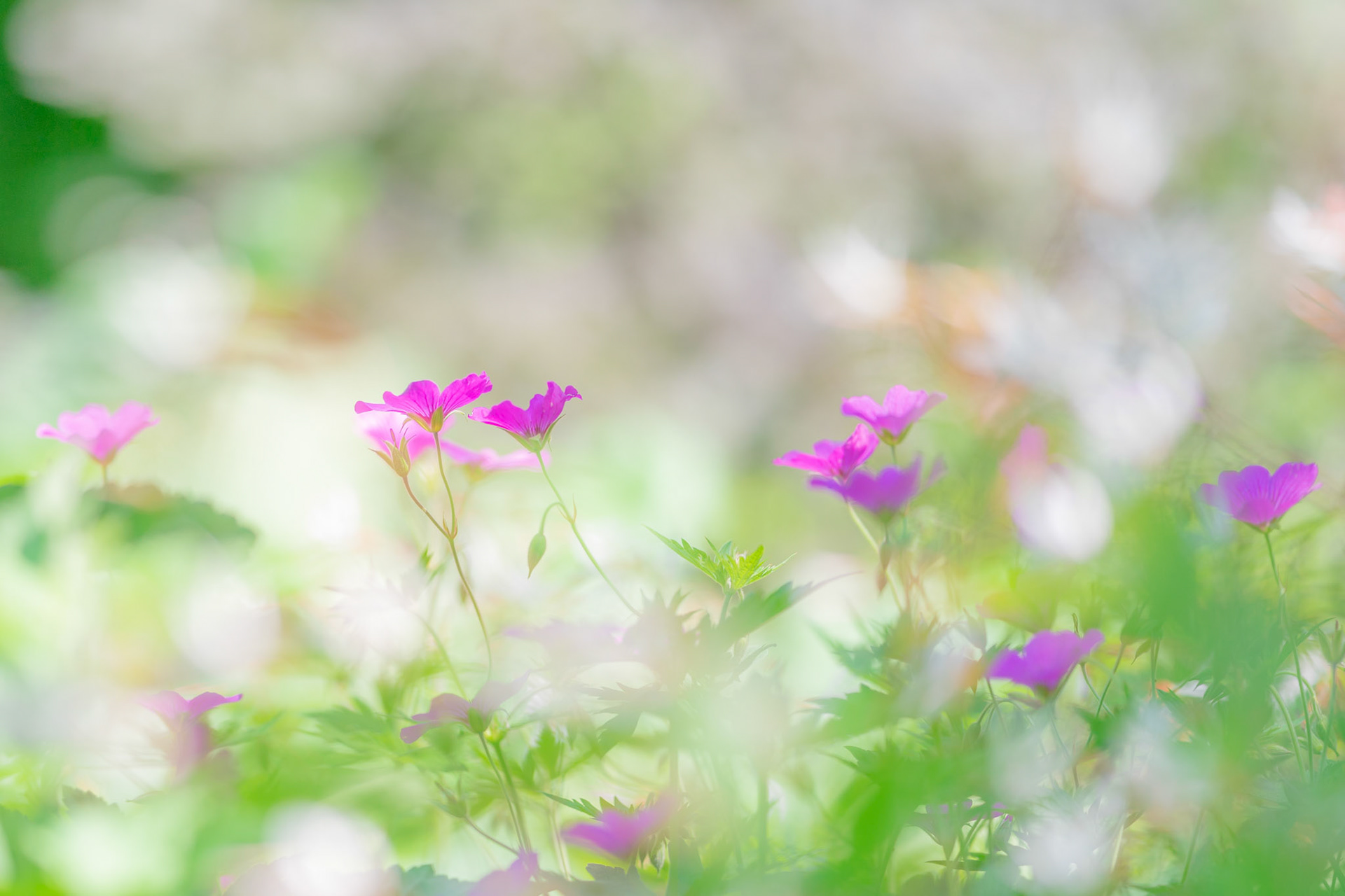 20190623-DSC05599.jpg