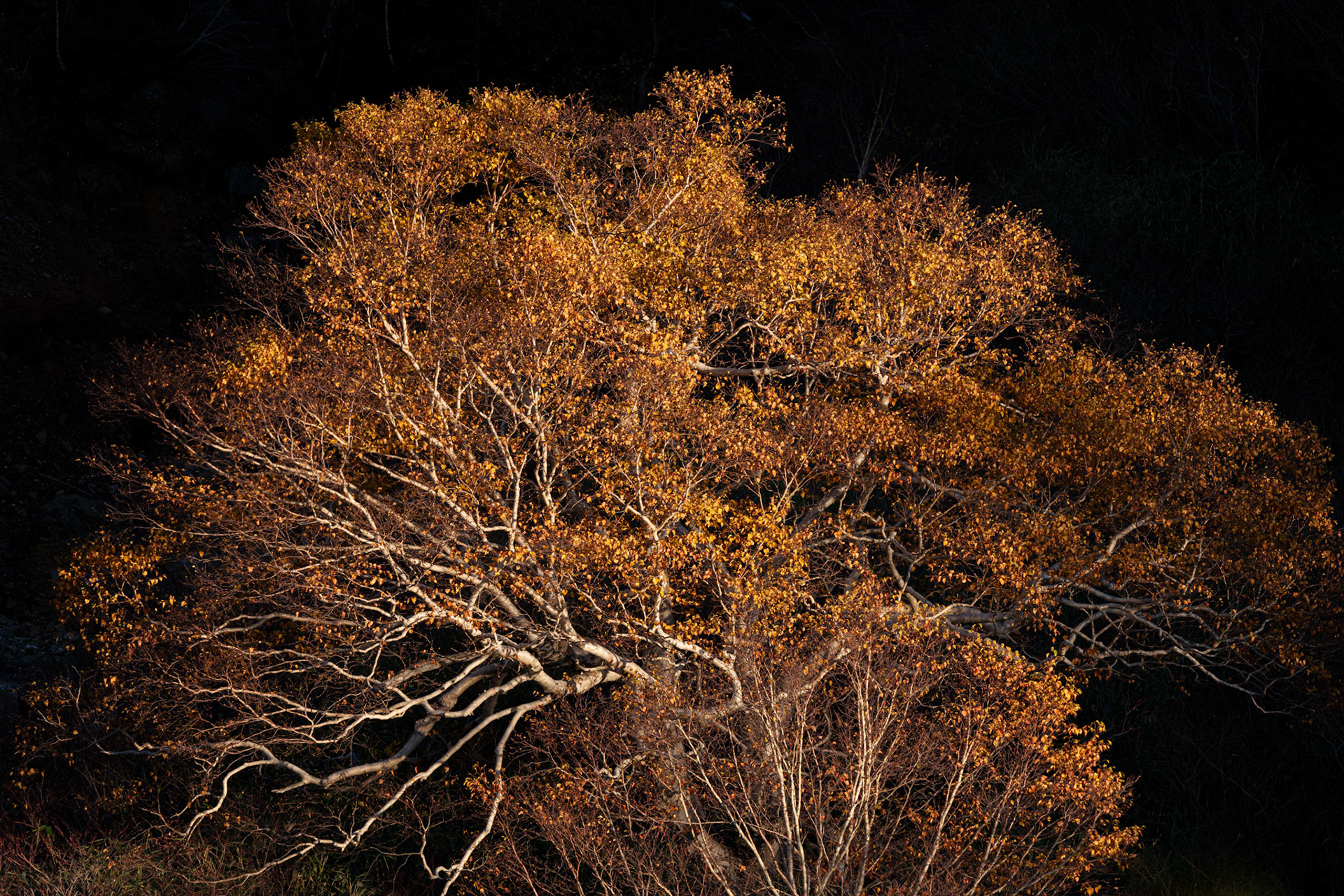 20211012-DSC00015.jpg