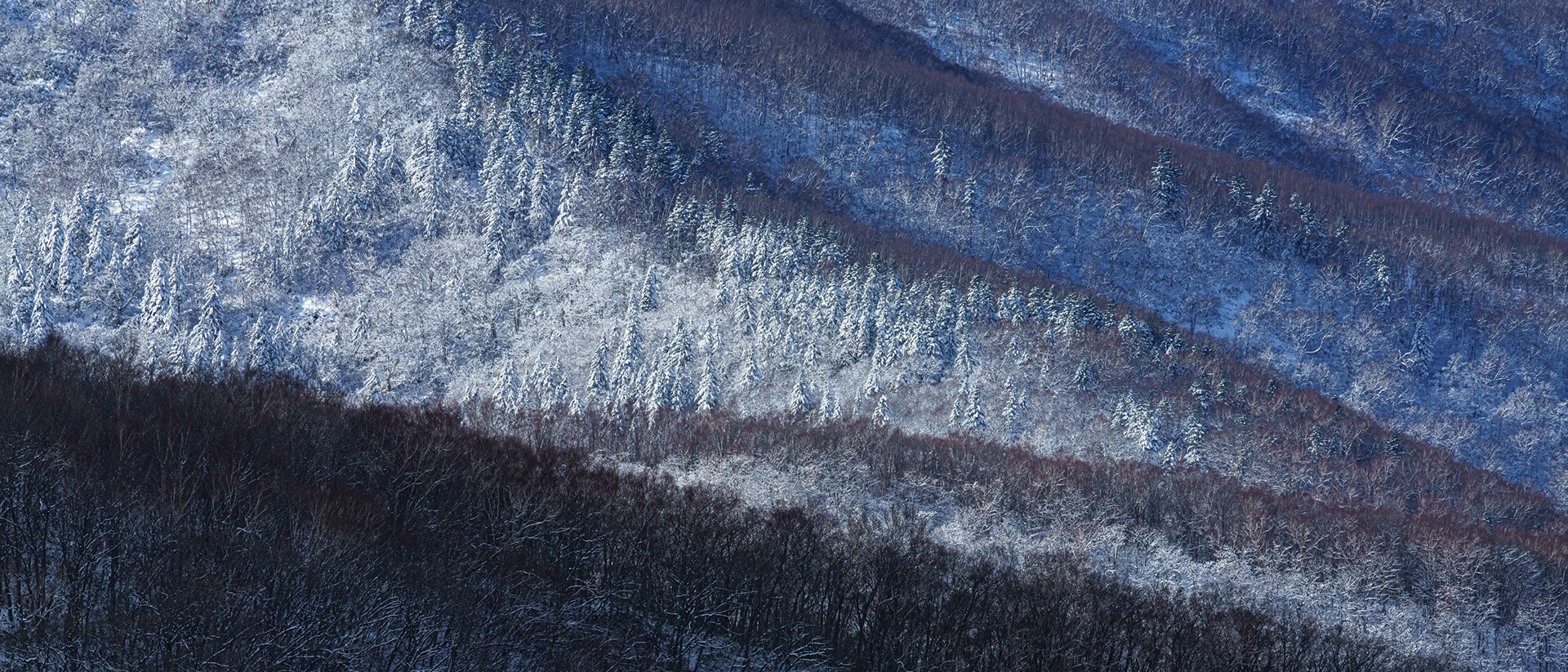 20201111-DSC07629.jpg