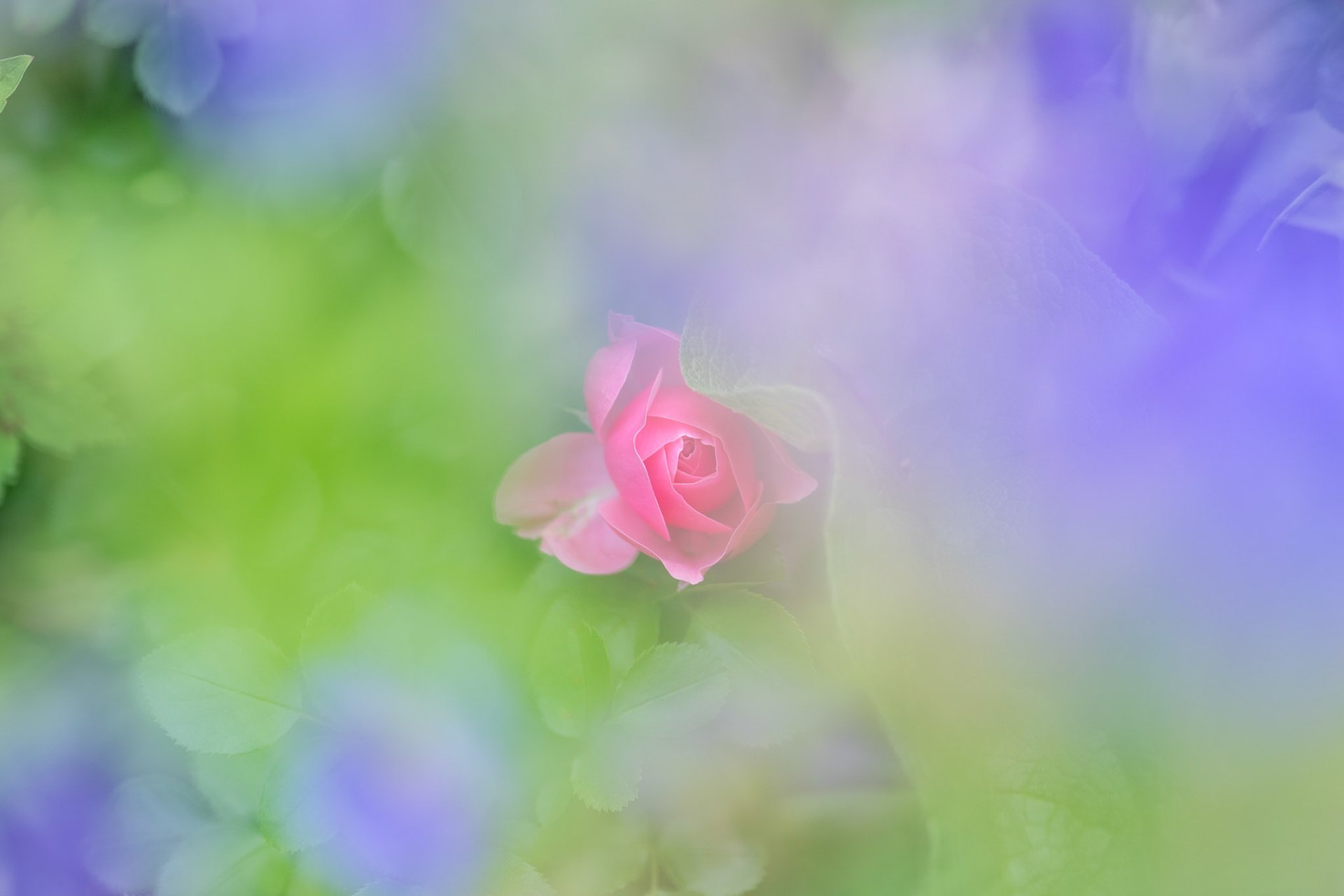 20200630-DSC01528.jpg