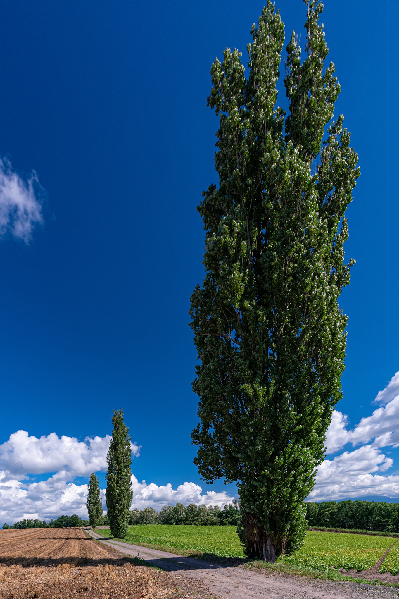 20200813-DSC04509.jpg