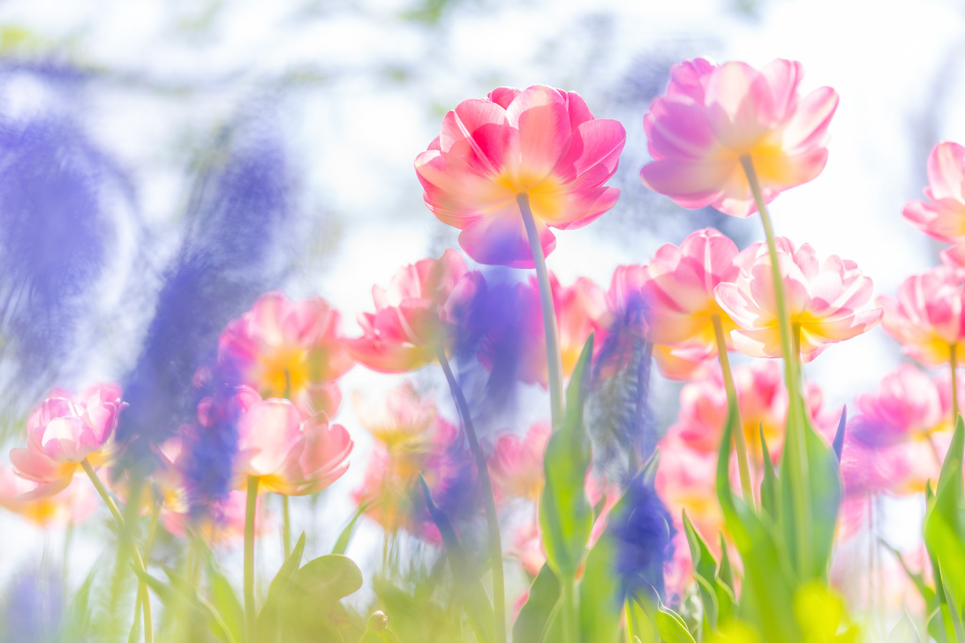20190514-DSC05684.jpg