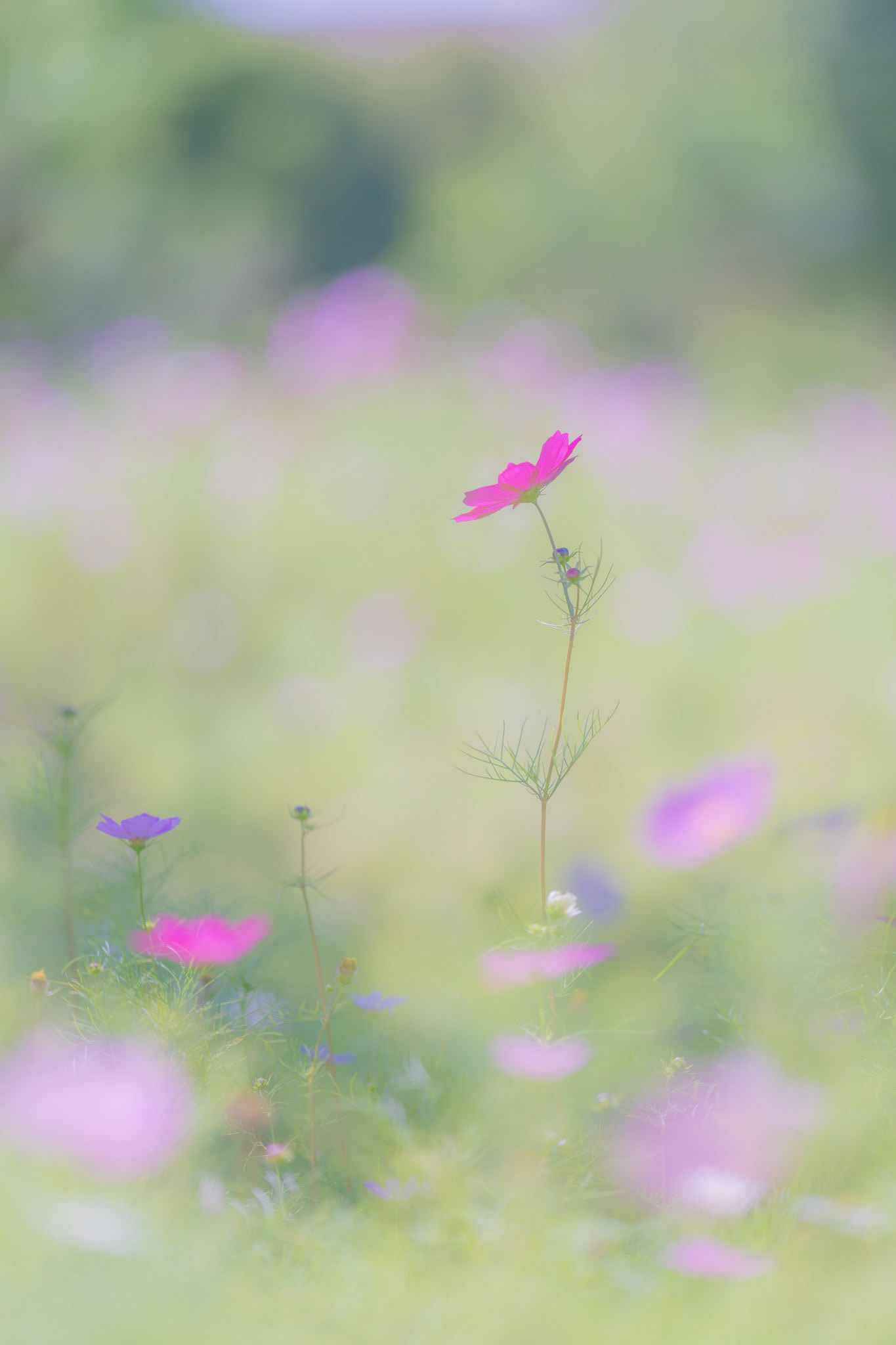 20190903-DSC09835.jpg