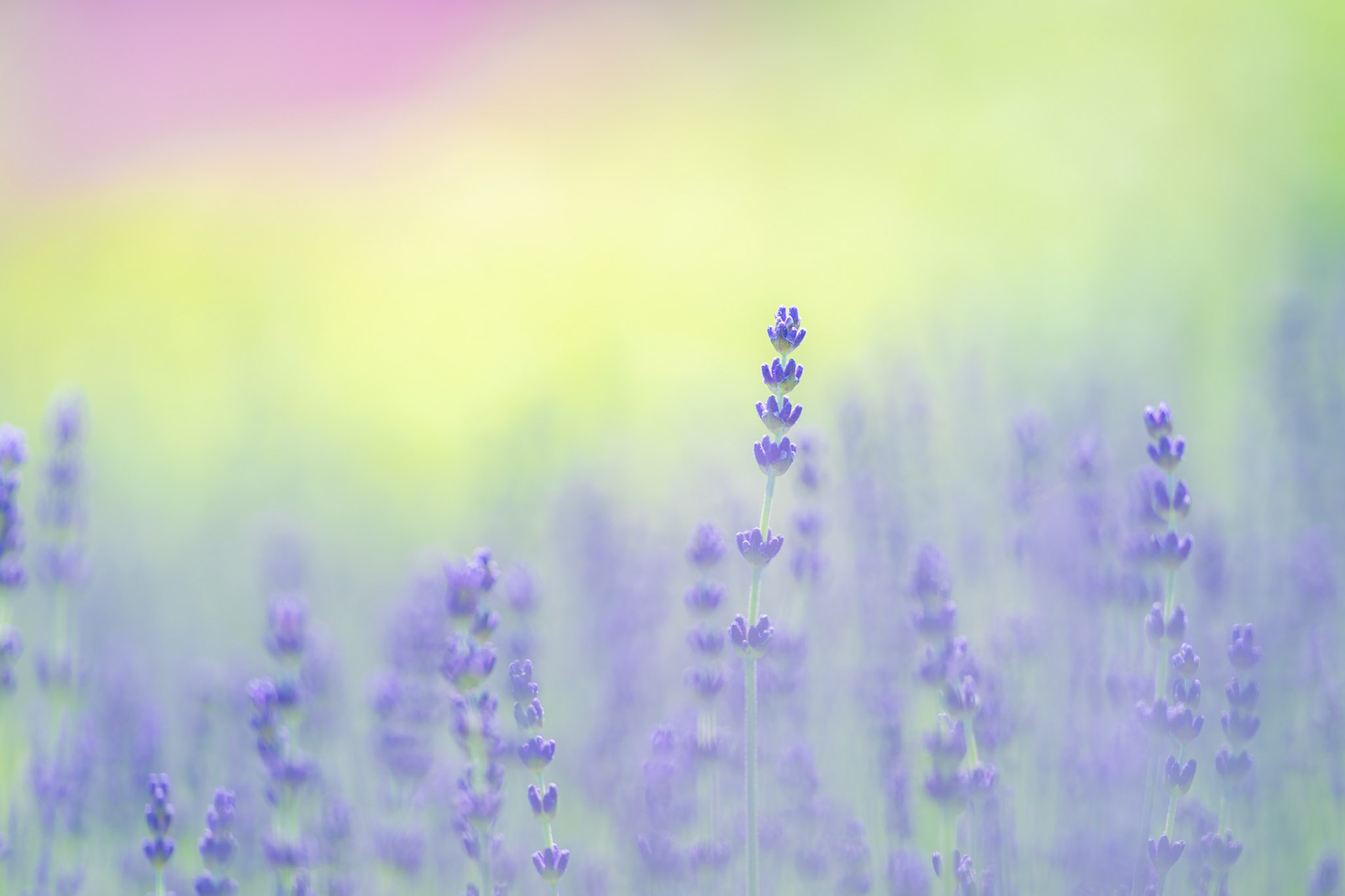 20190625-DSC08846.jpg