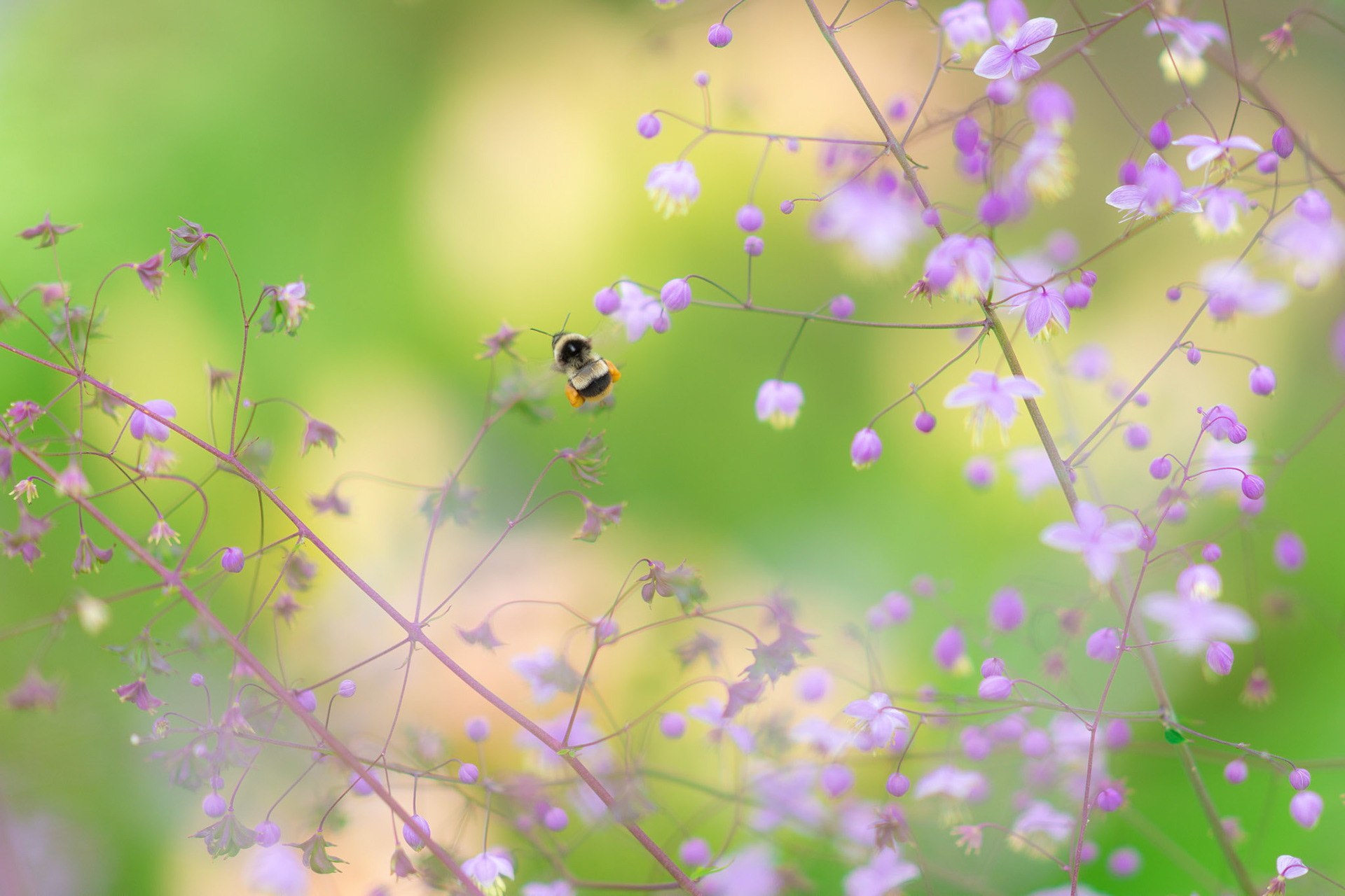 20150815-0267.jpg