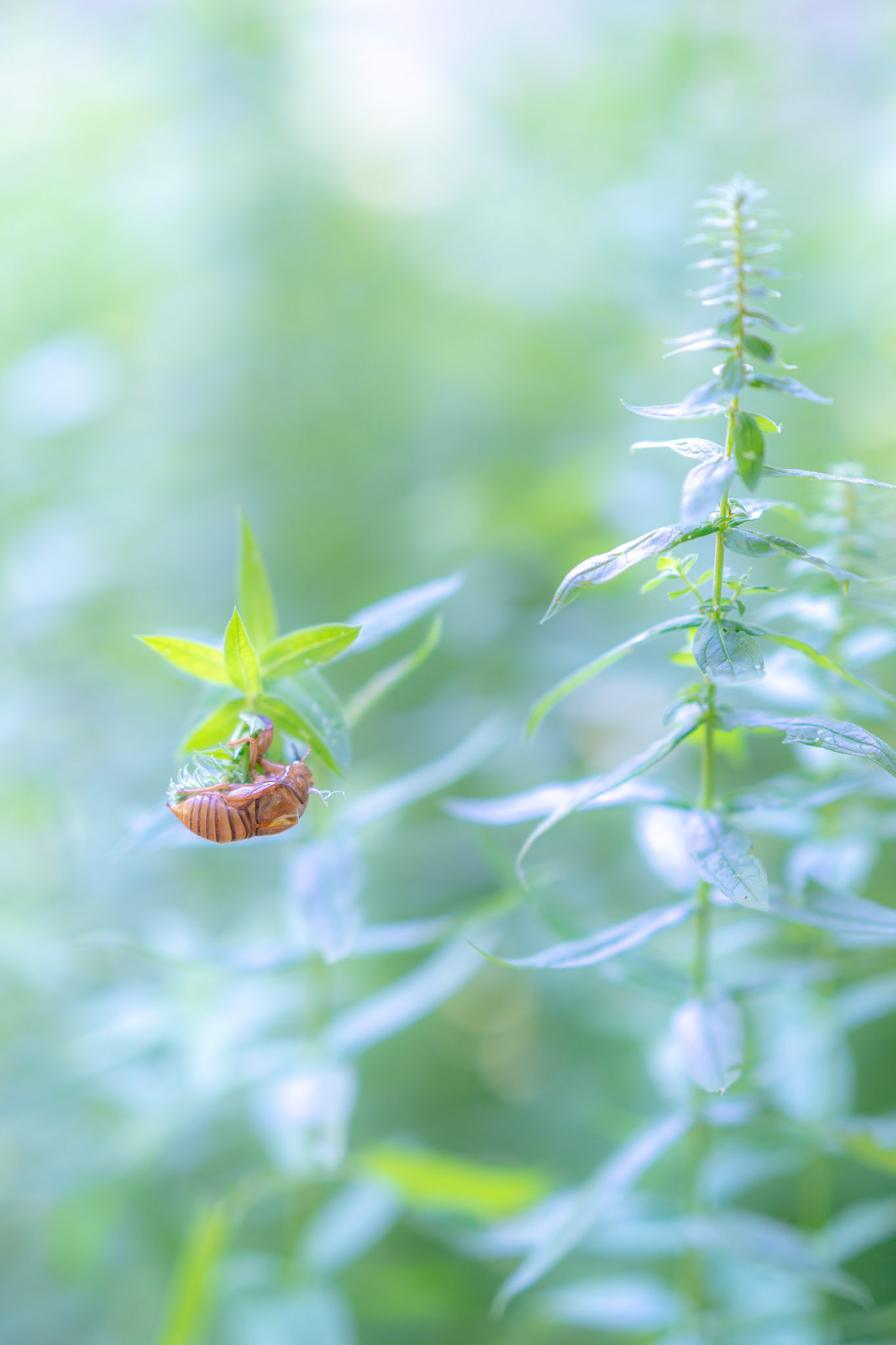 20180731-DSC01247.jpg