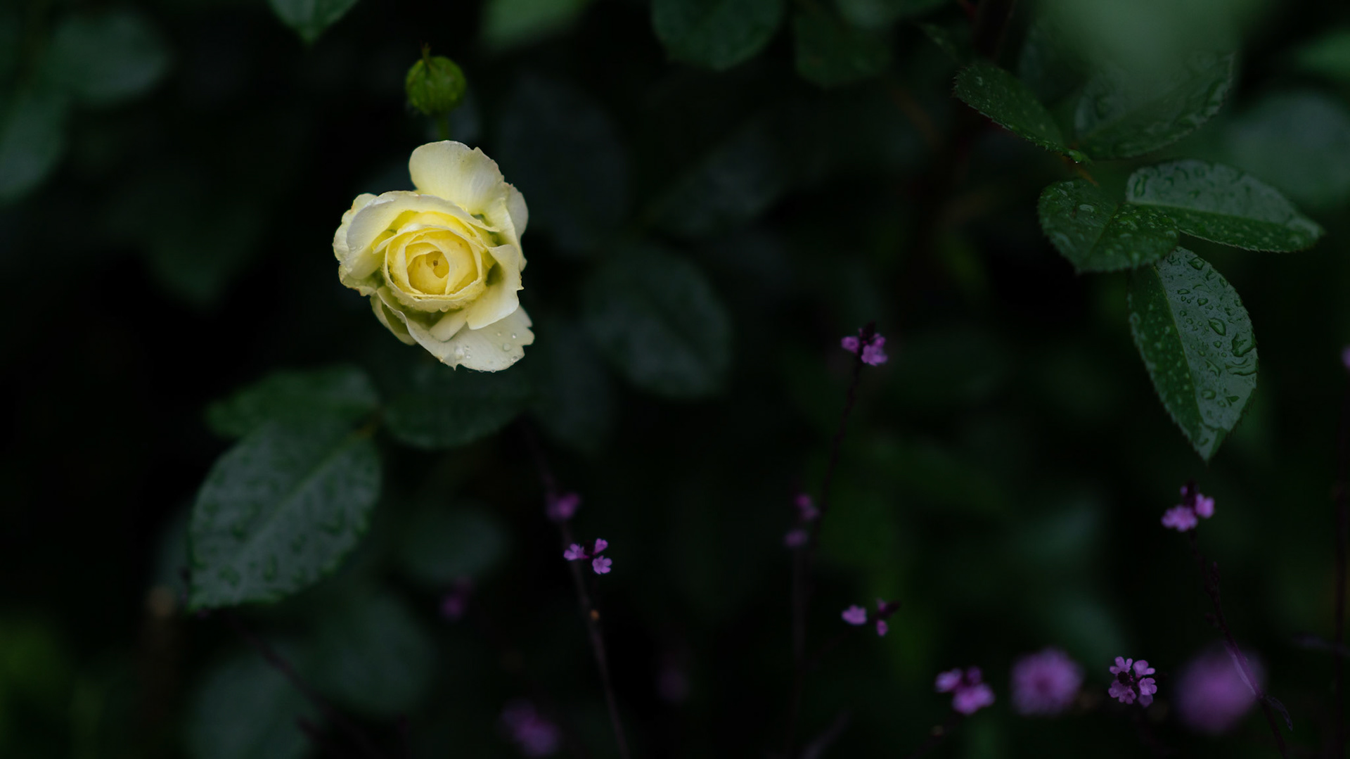 20190622-DSC05392.jpg