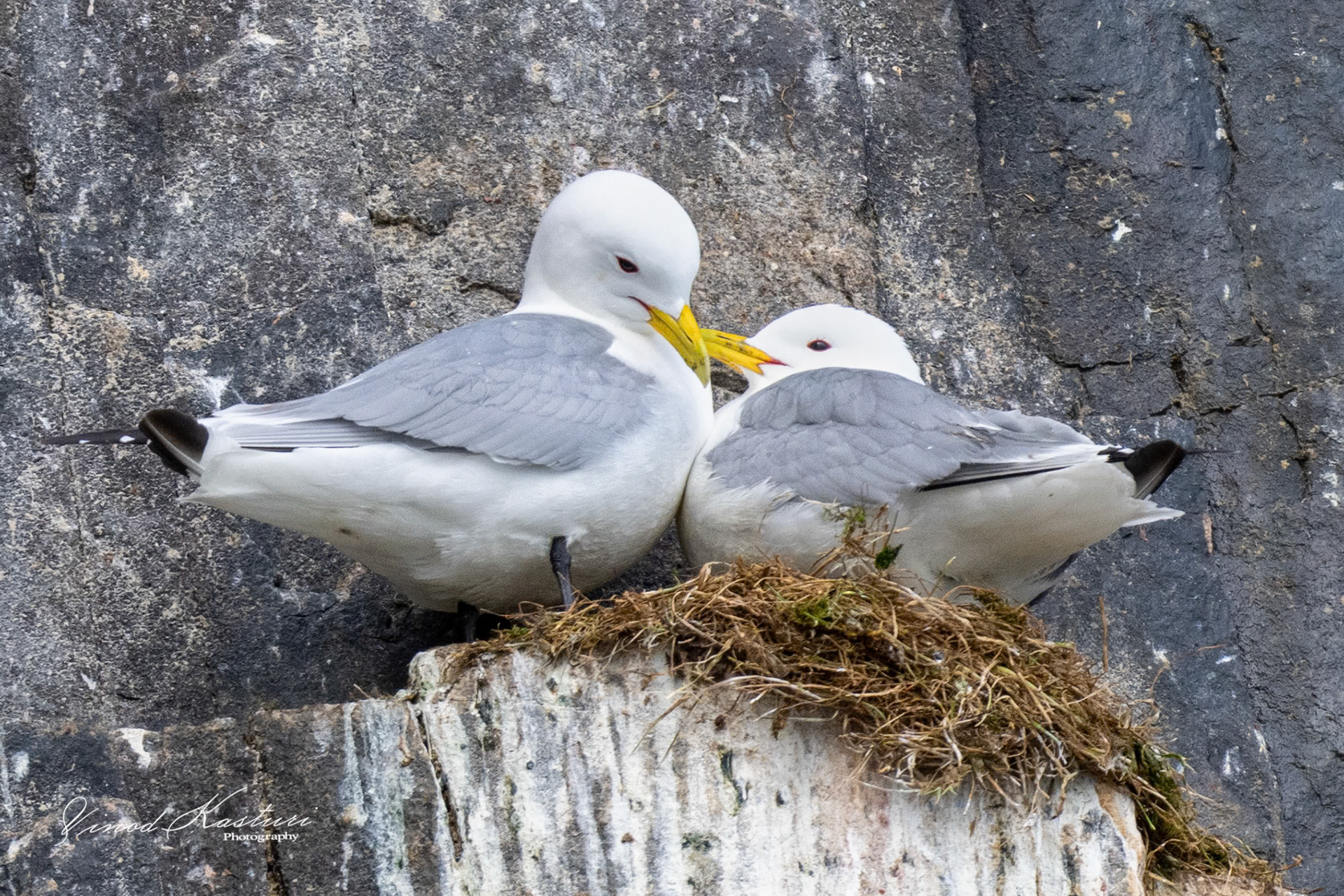 Black-legged Kittiwake (Rissa tridactyla)