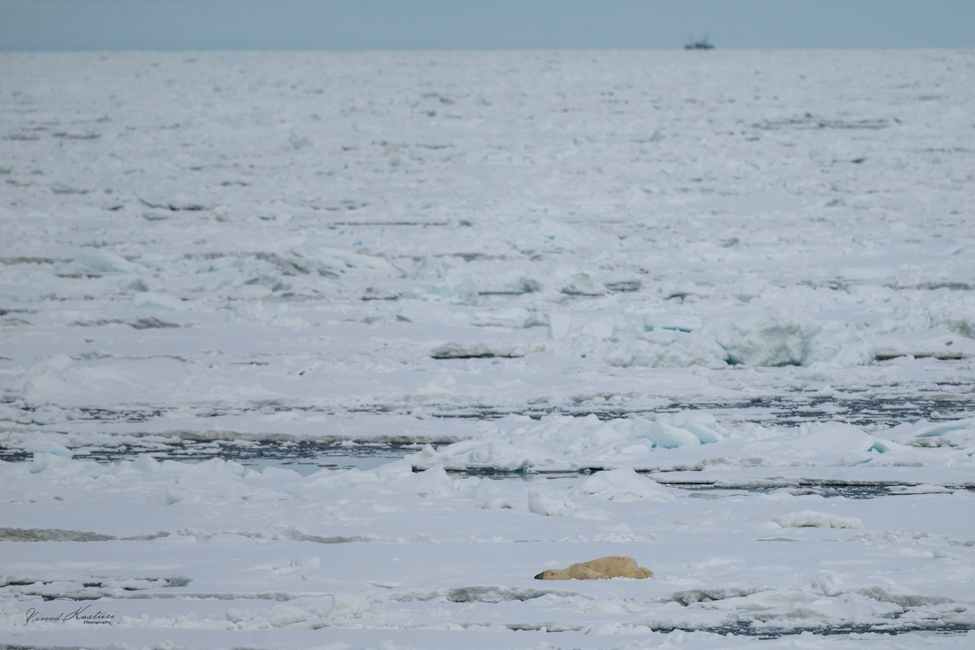 Alone in a world of Ice