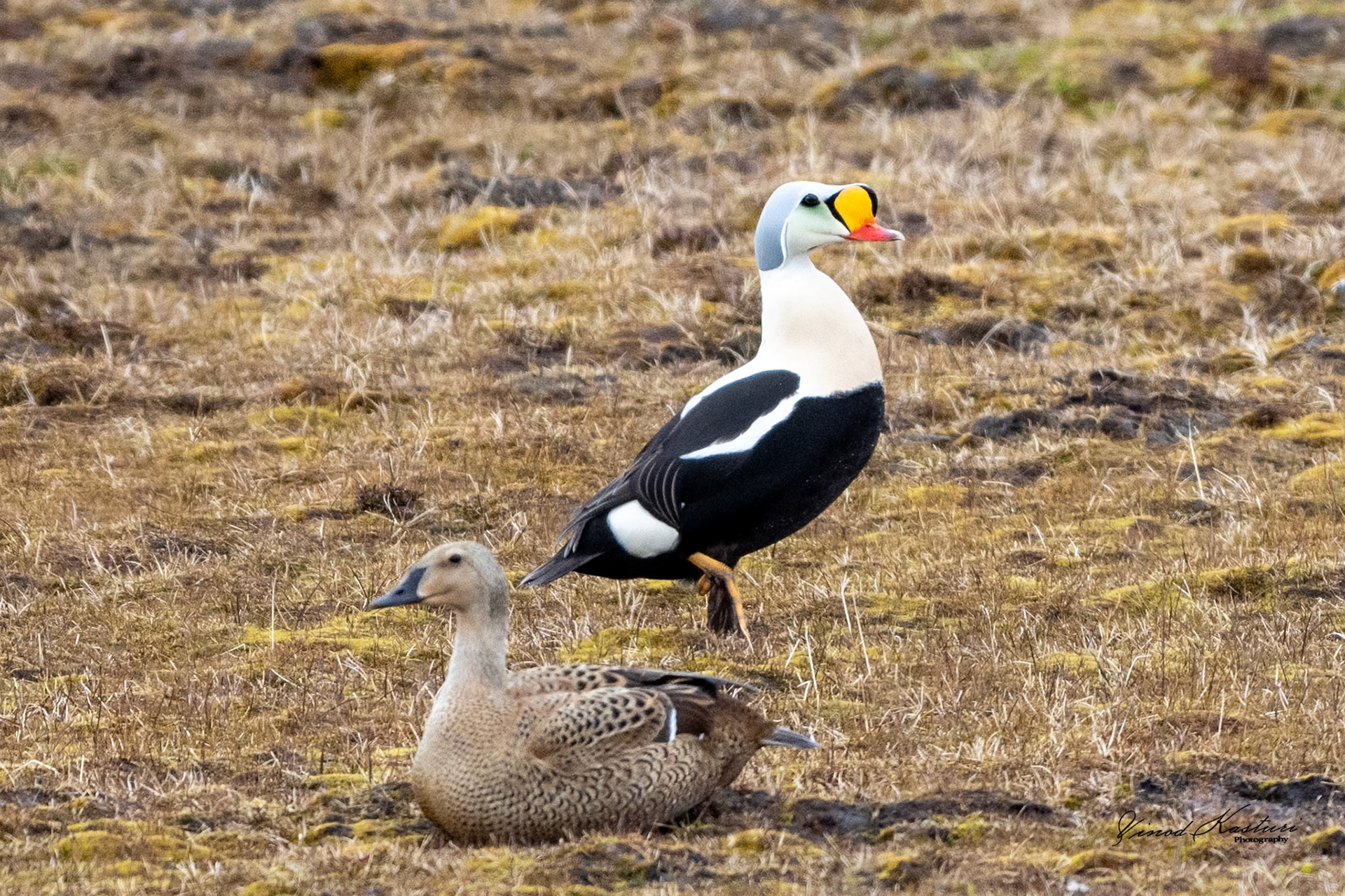 King Eider (Somateria spectabilis) with female eider in foreground