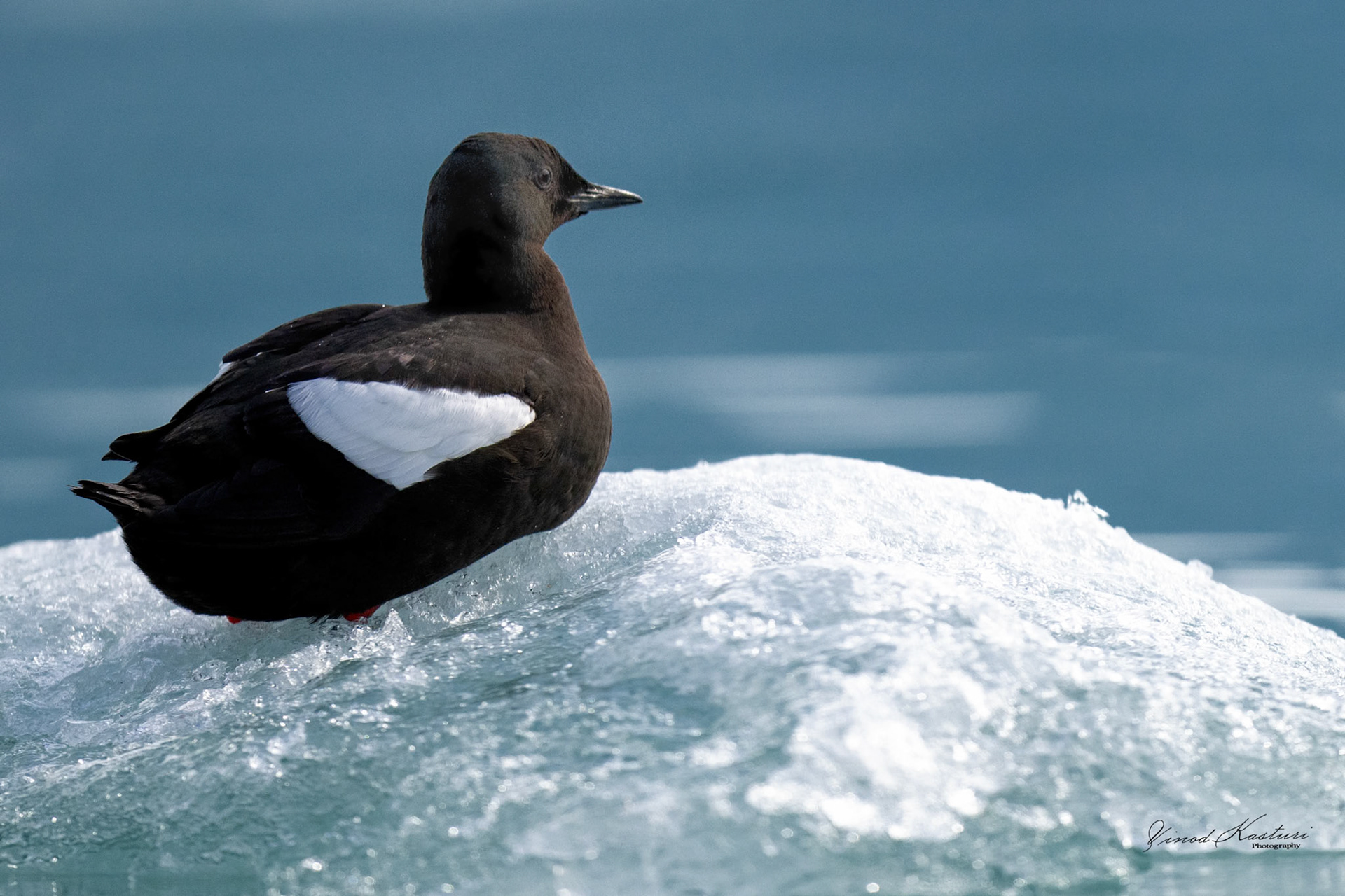 Black Guillemot (Cepphus grylle)