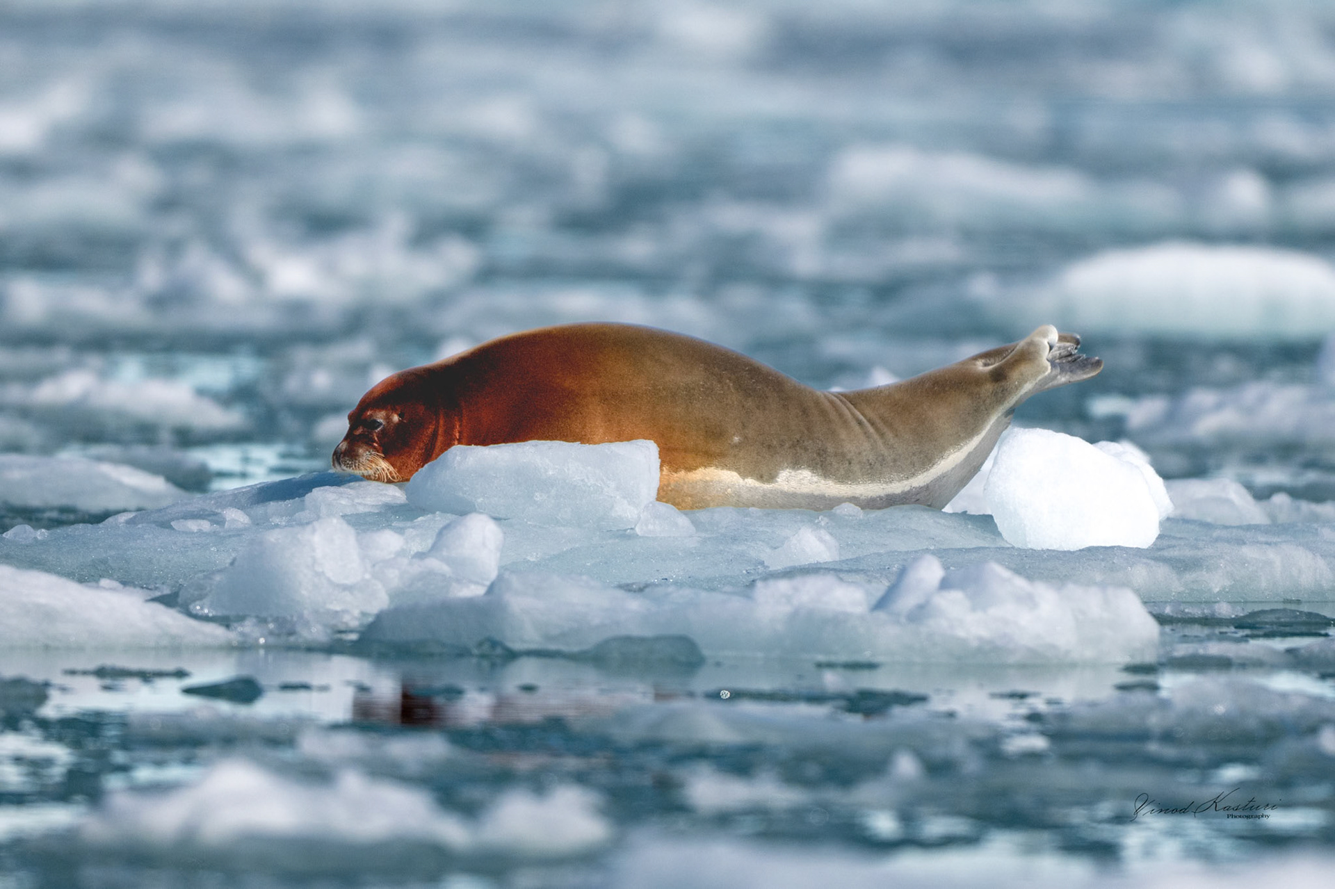 Hooded Seal (Cystophora cristata)