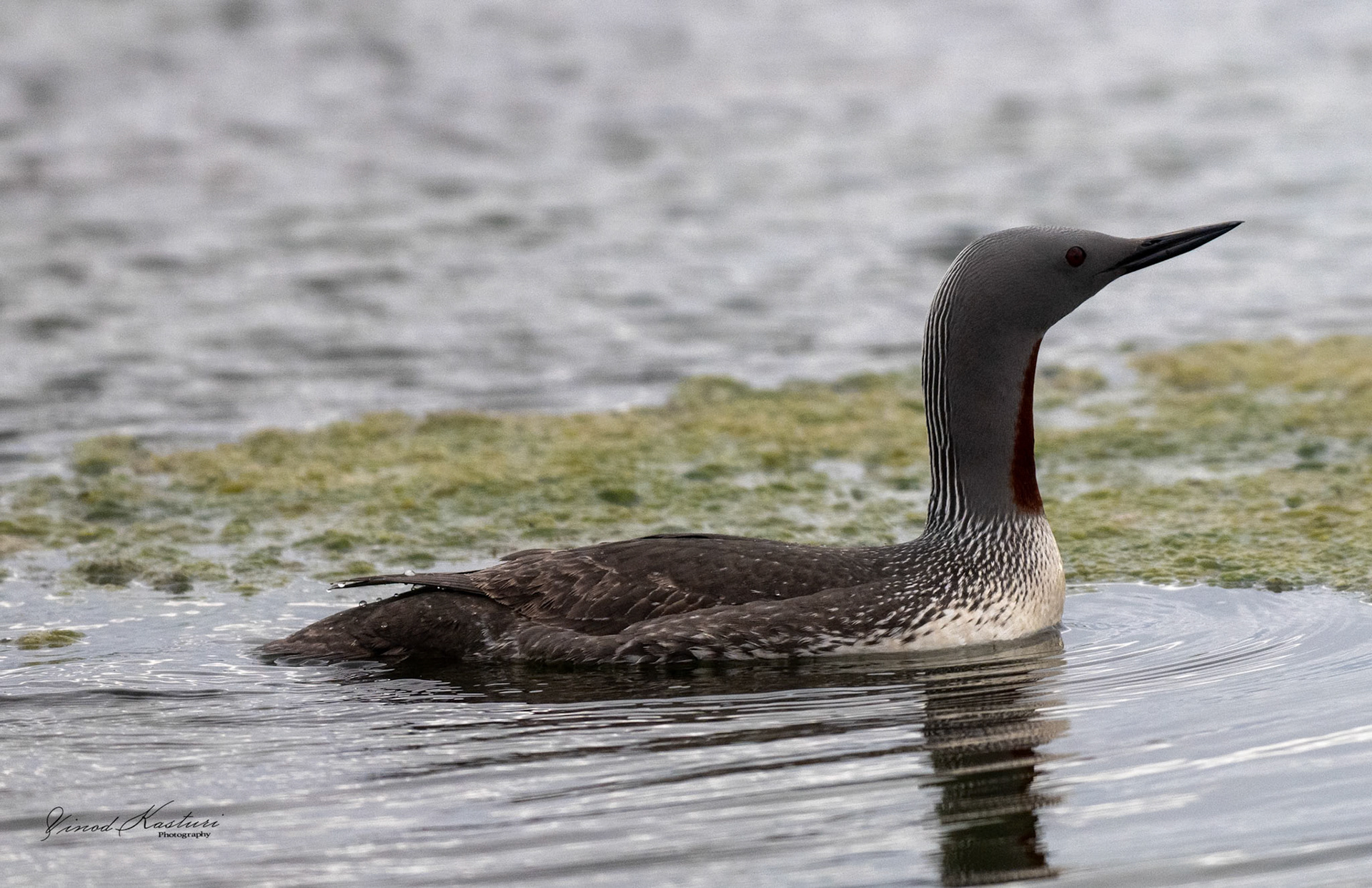 Red-throated Loon (Gavia stellata)