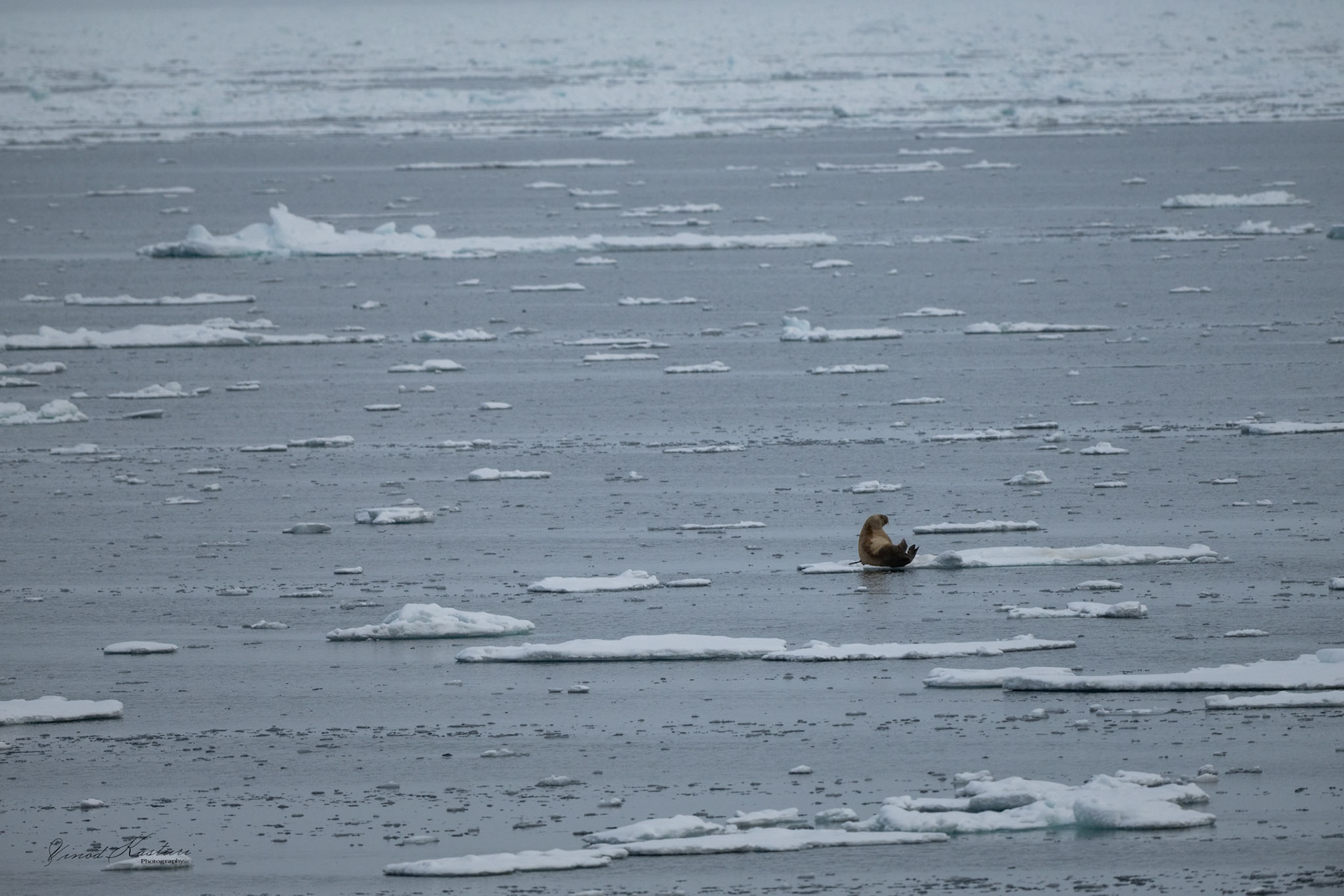 Bearded Seal (Erignathus barbatus)