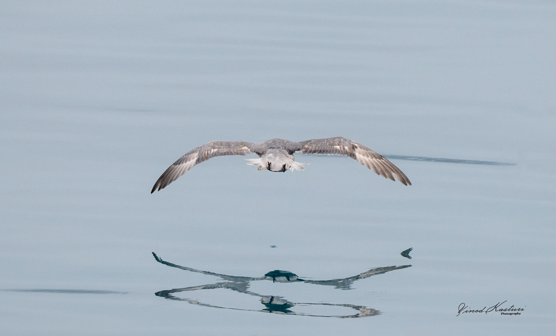 Ivory Gull (Pagophila eburnea)