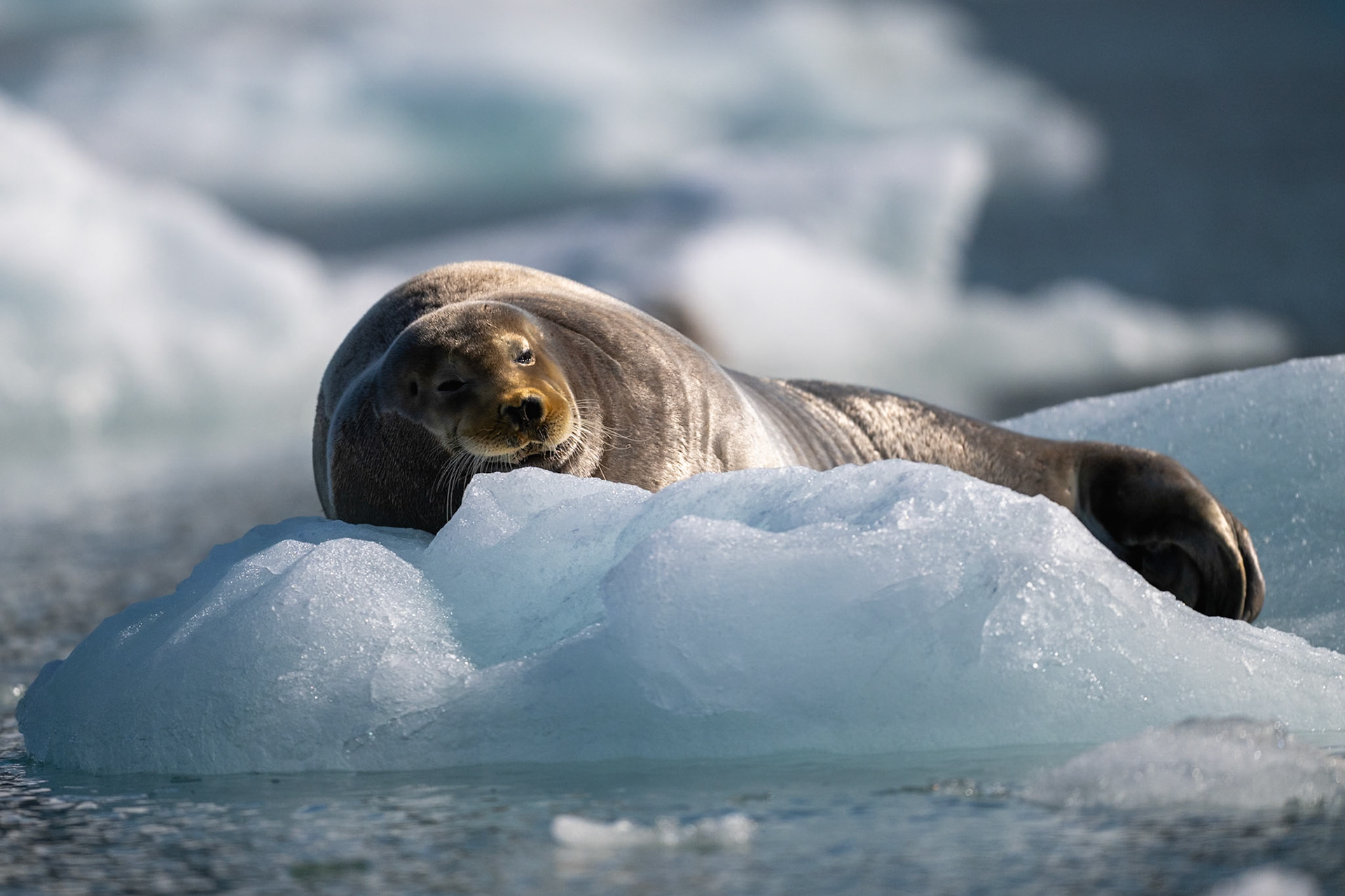 Bearded seal (Erignathus barbatus)