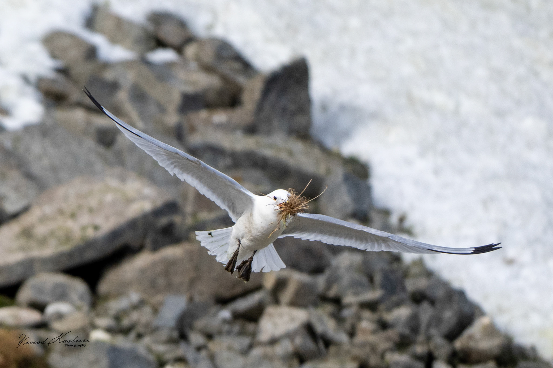 Ivory Gull (Pagophila eburnea)
