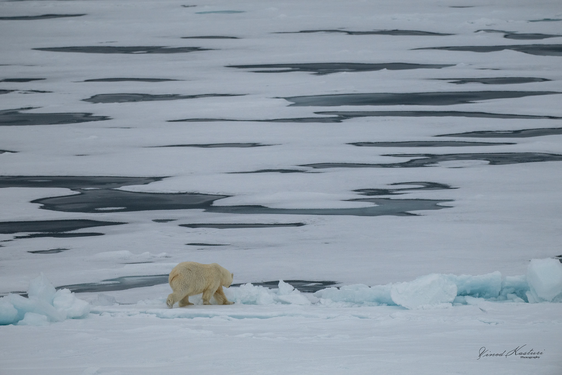 Polar Bear (Ursus maritimus)