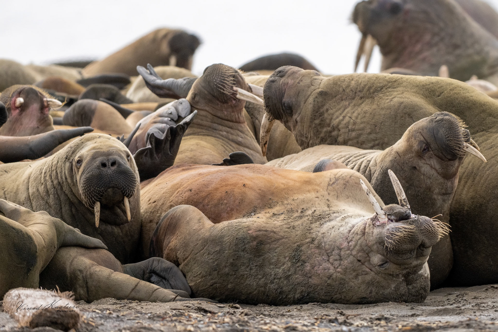 Atlantic Walrus (Odobenus rosmarus rosmarus)