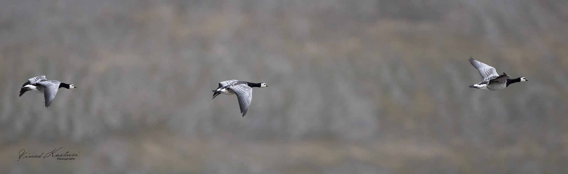 Barnacle Geese (Branta leucopsis)
