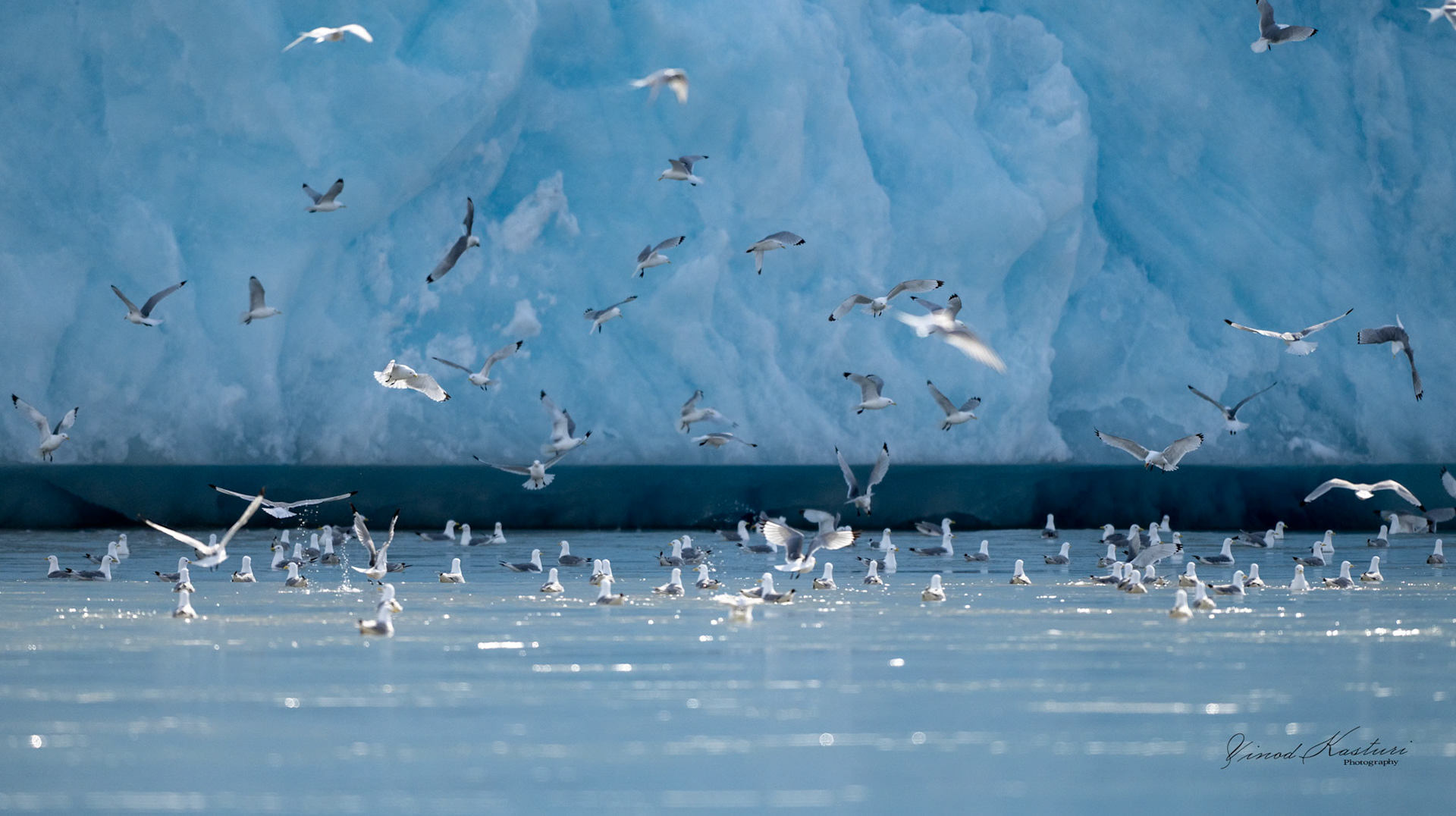 Glacier Sanctuary - Black-legged Kittiwakes