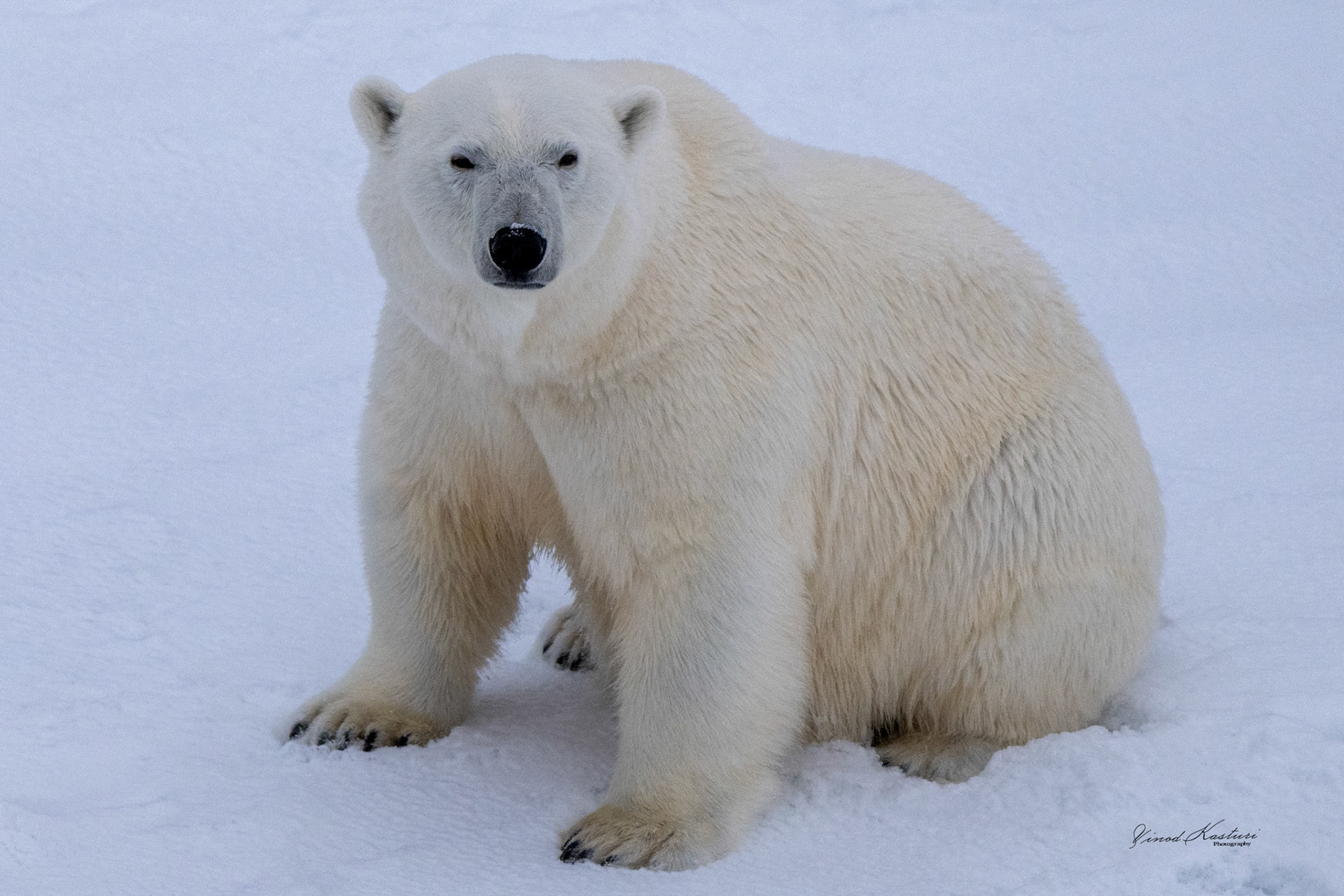 Polar Bear (Ursus maritimus)