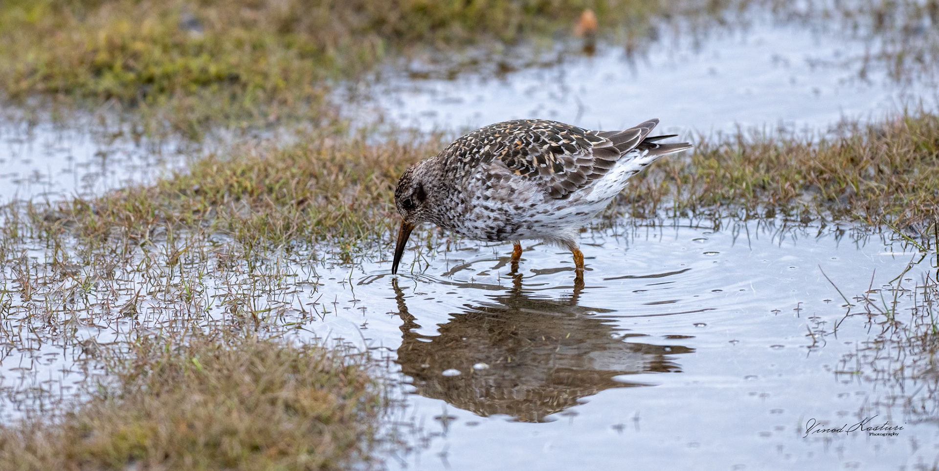 Purple Sandpiper (Calidris maritima)